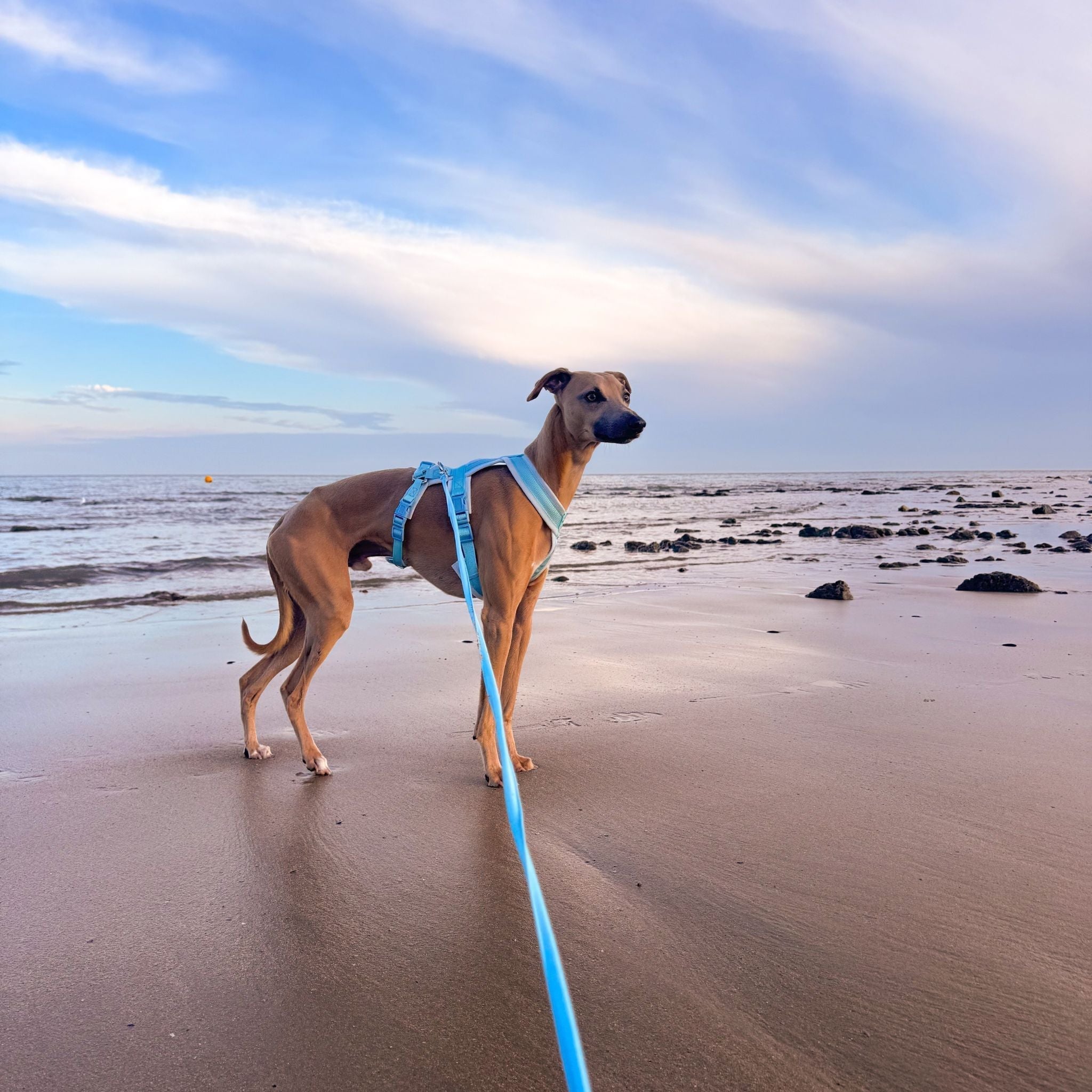 Y-Harness for Dogs: Benefits, Fit & How to Choose the Right One
