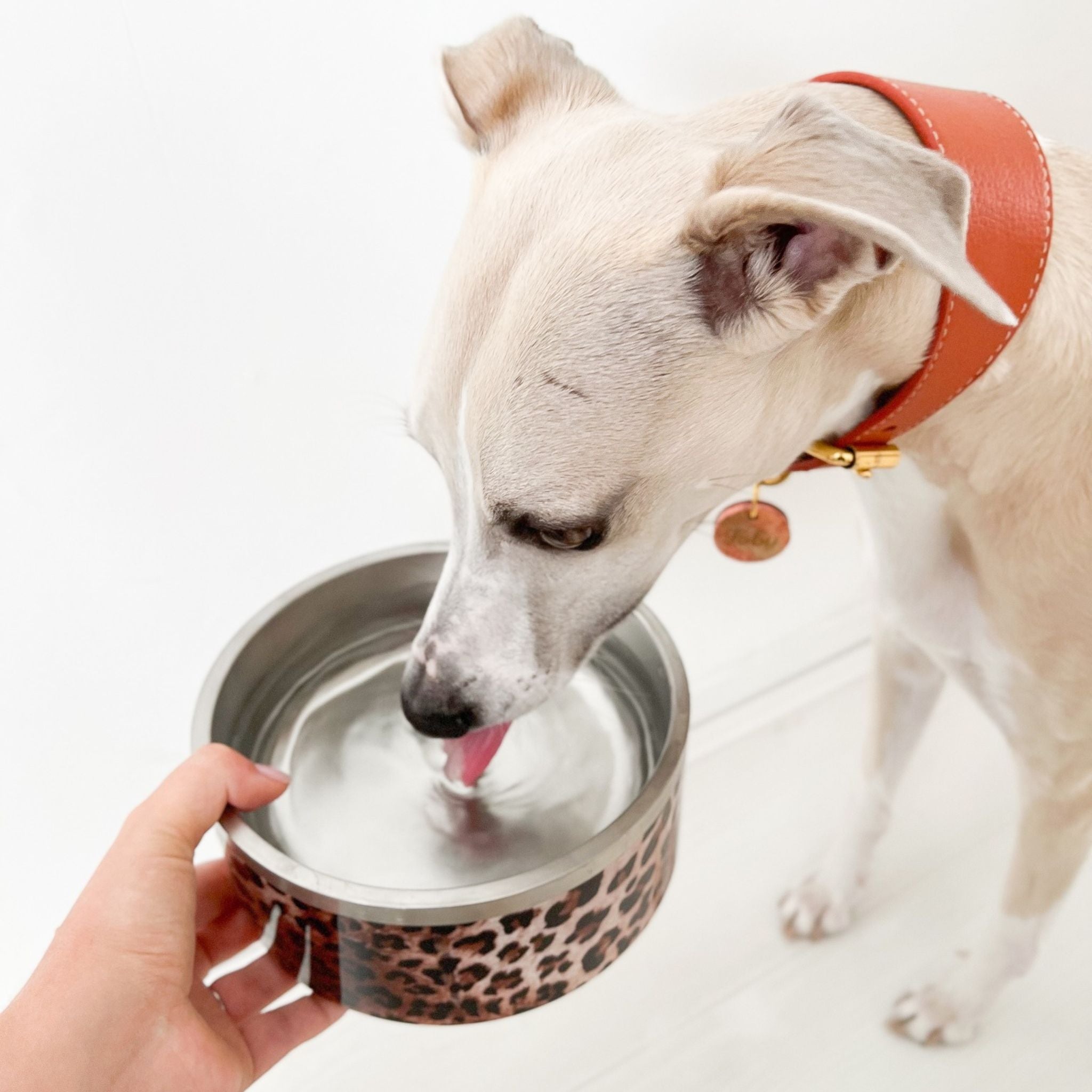 Premium Dog Bowls
