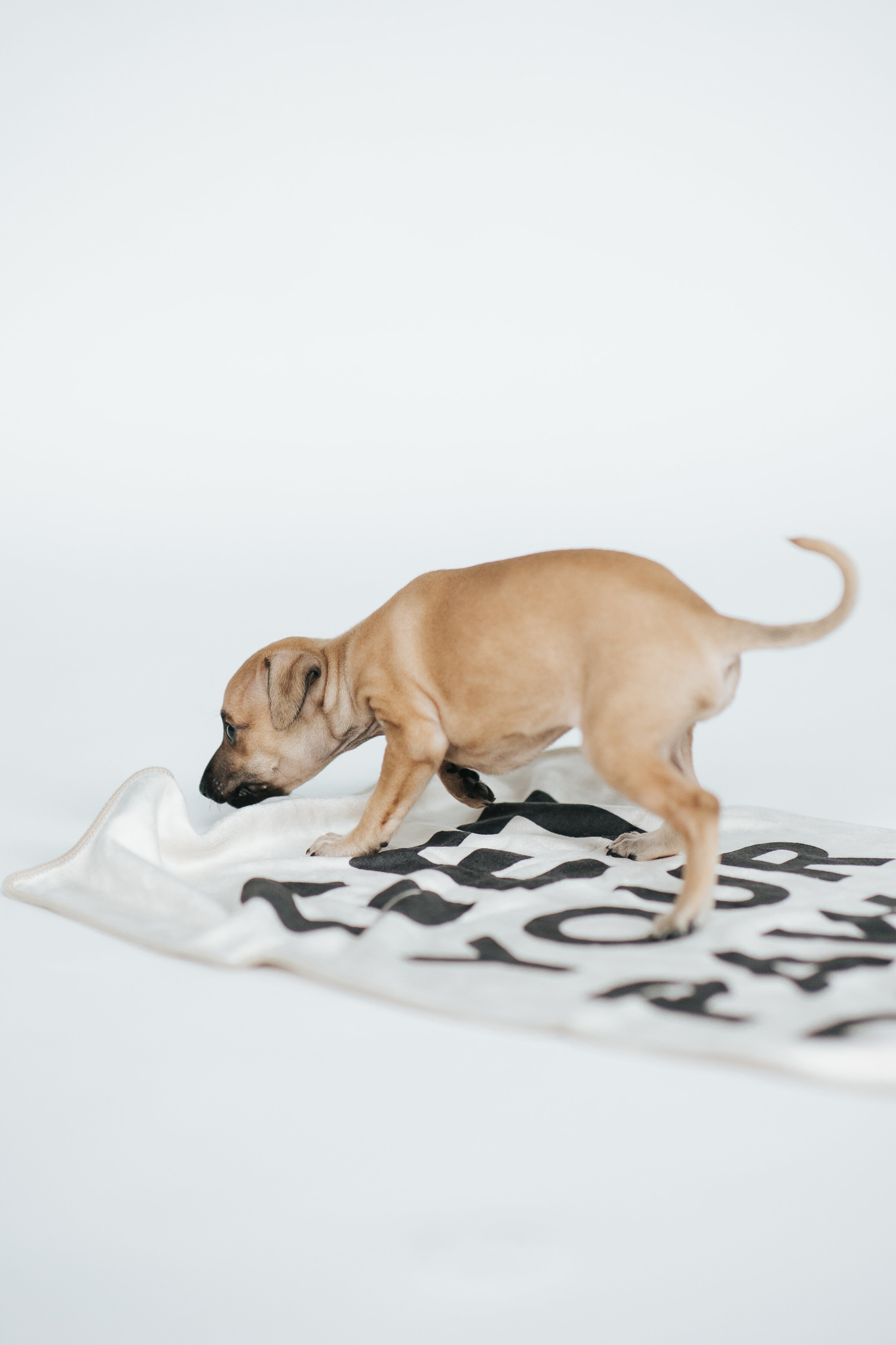 Dog Care & Grooming