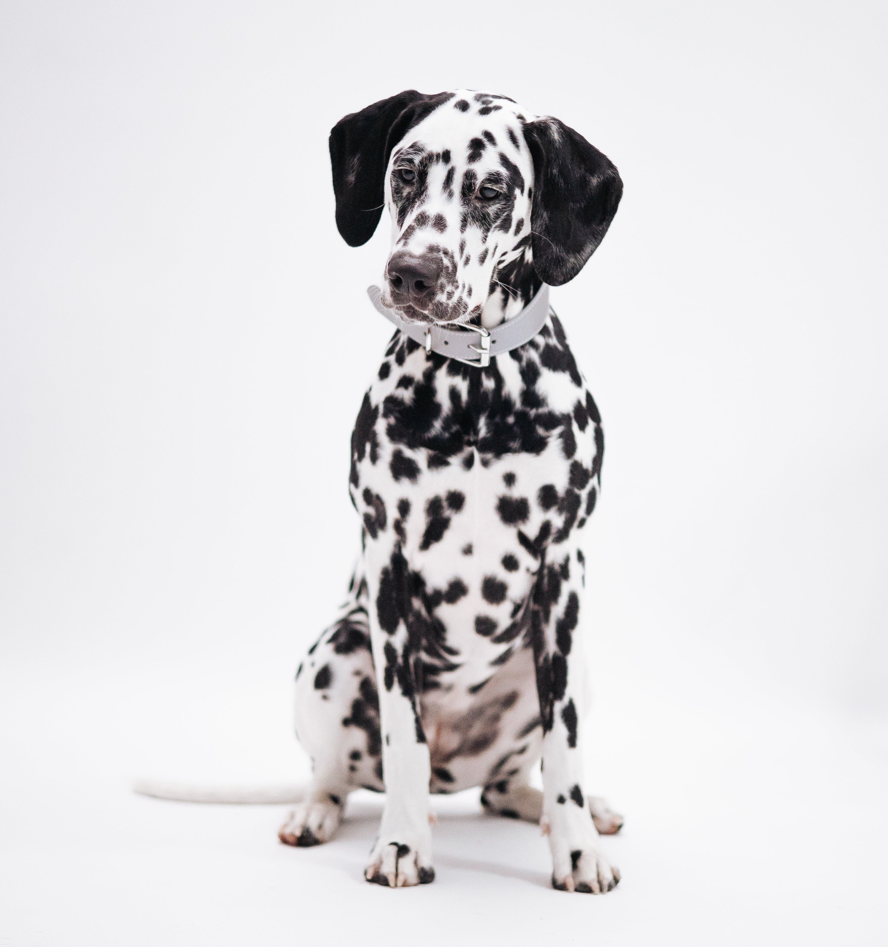 Thin Dog Collars