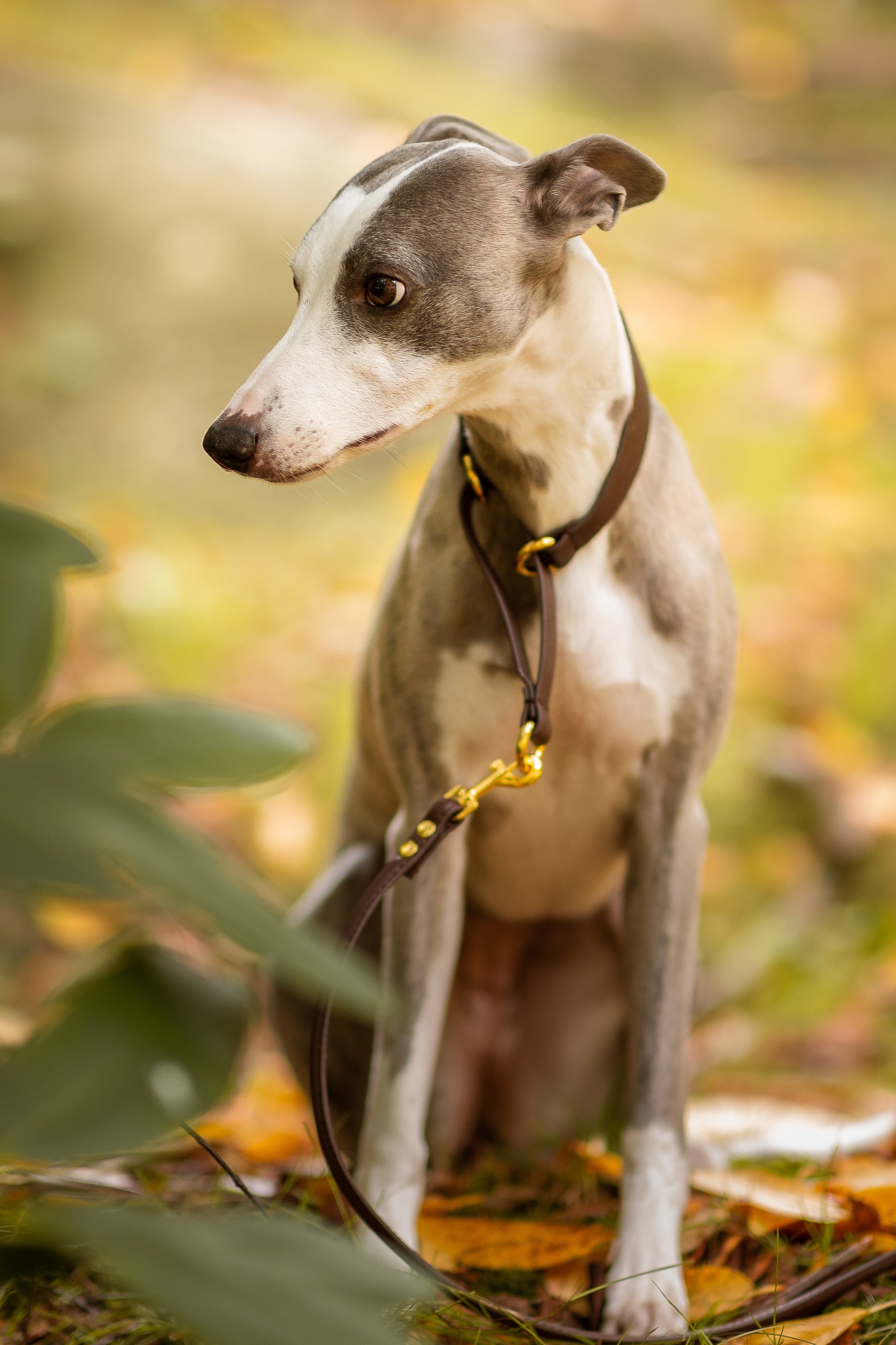 Martingale Collars