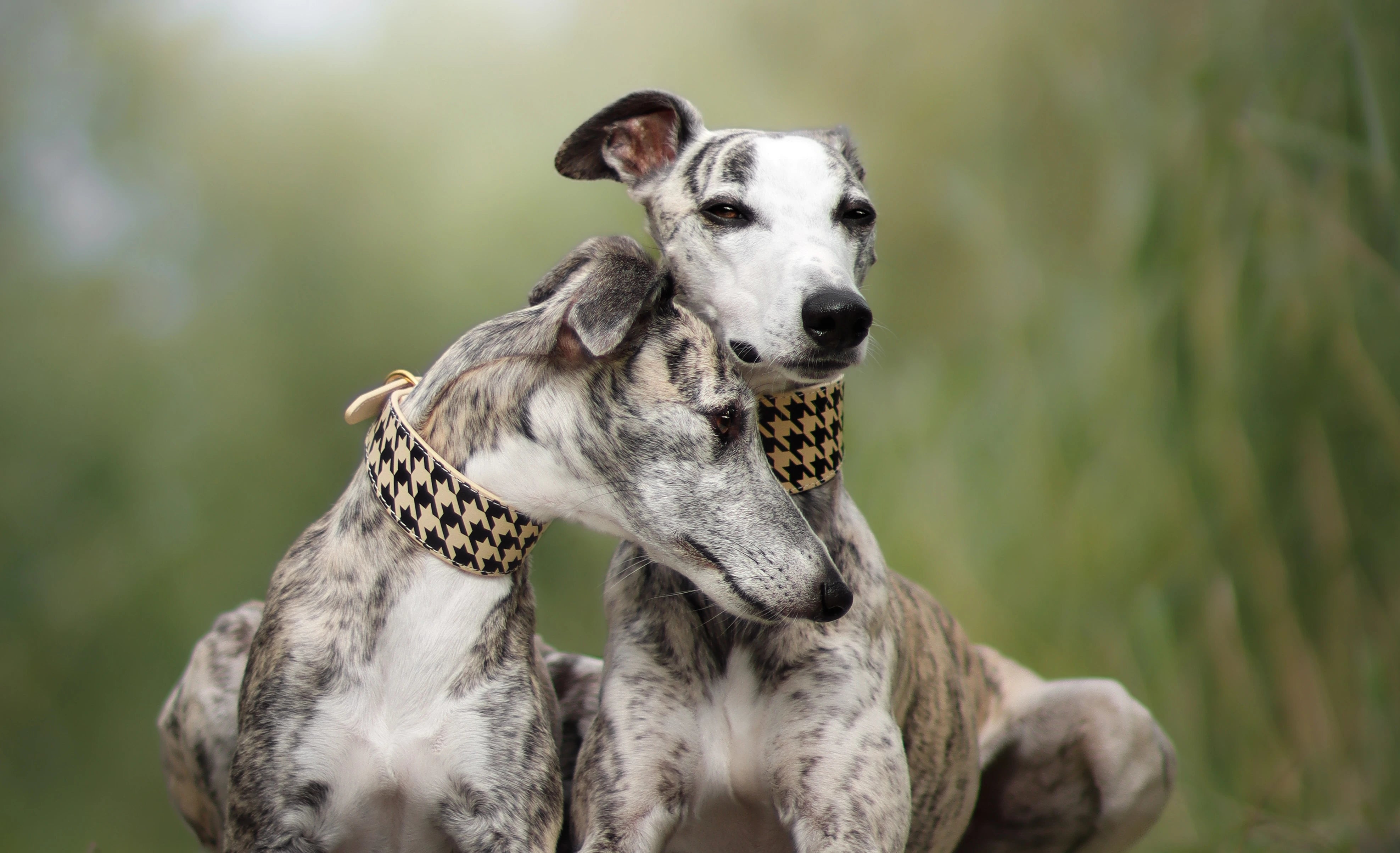 Wide Dog Collars