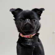 Love Dog Collar Thin