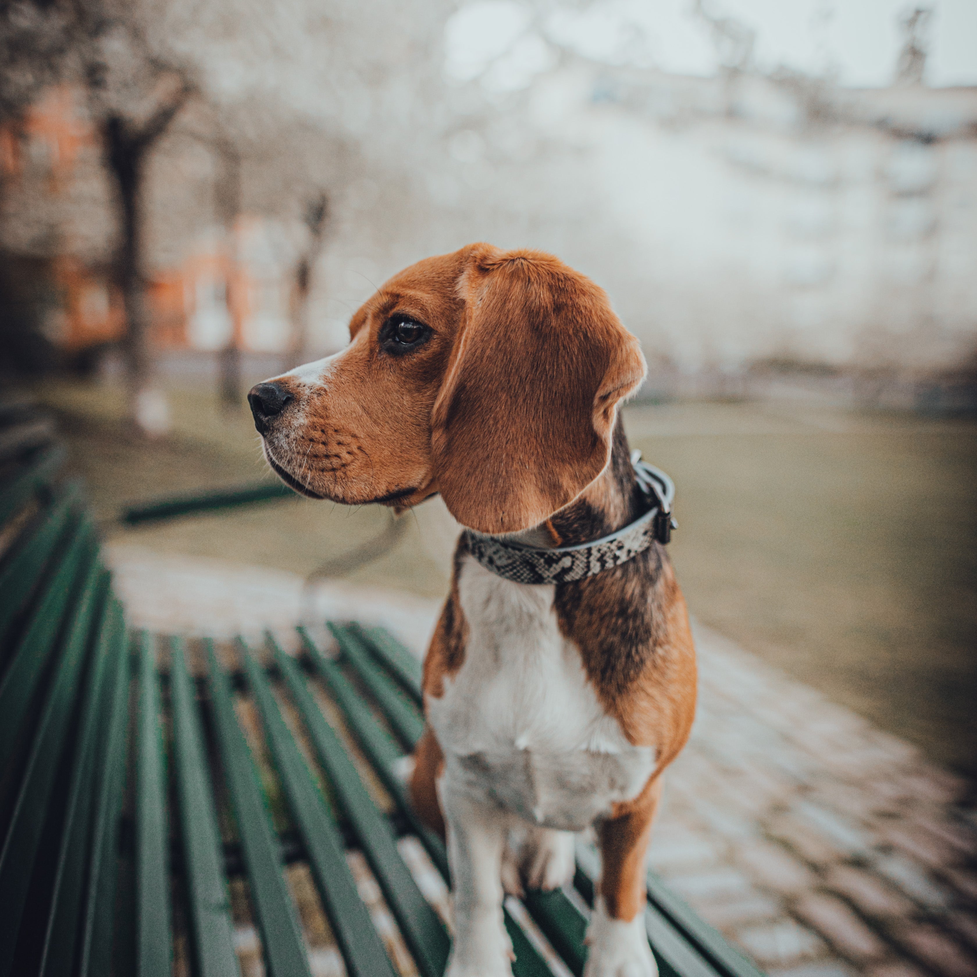 beagle-snake-dog-collar-medium-thin.jpg