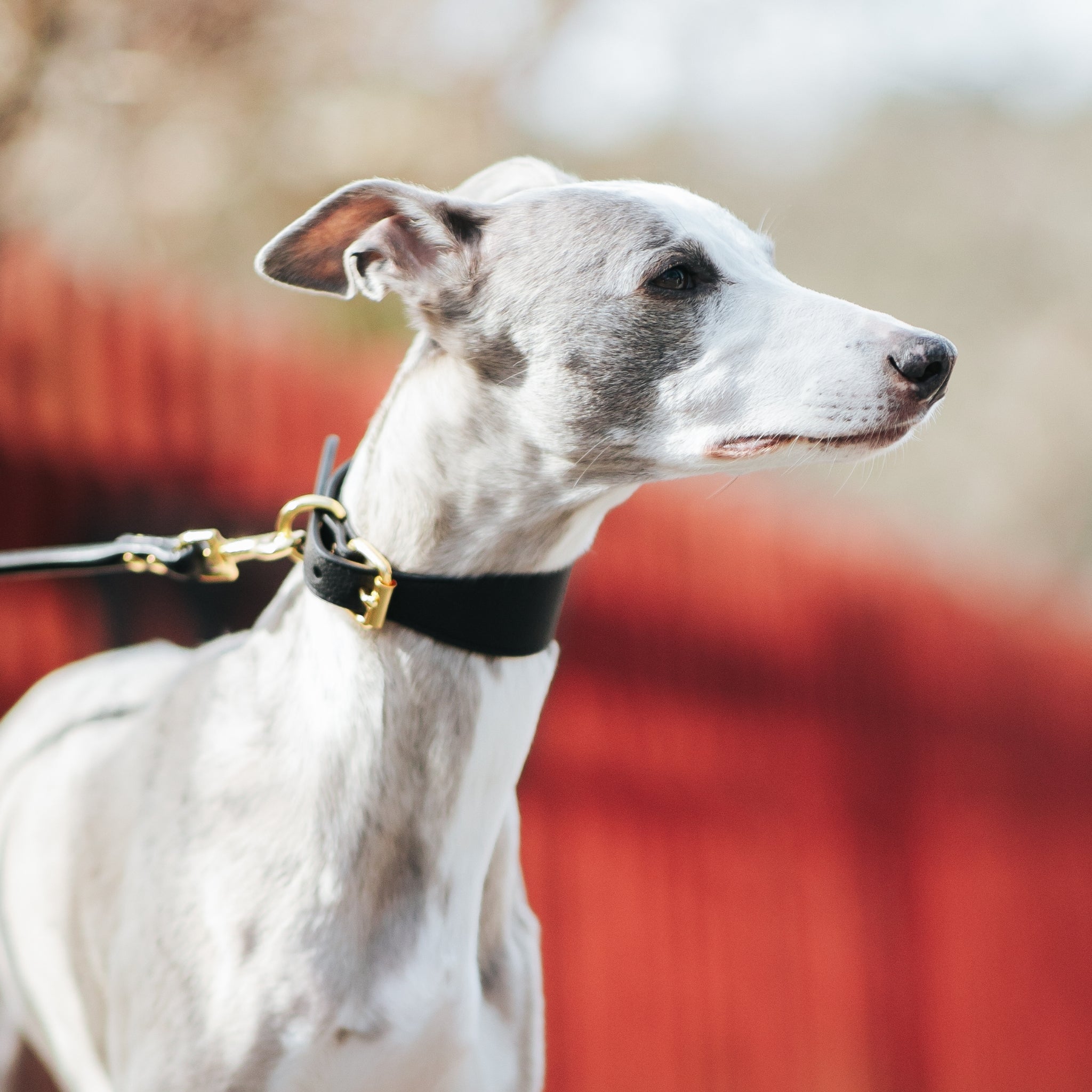 black-collar-lead-size-medium-whippet.jpg