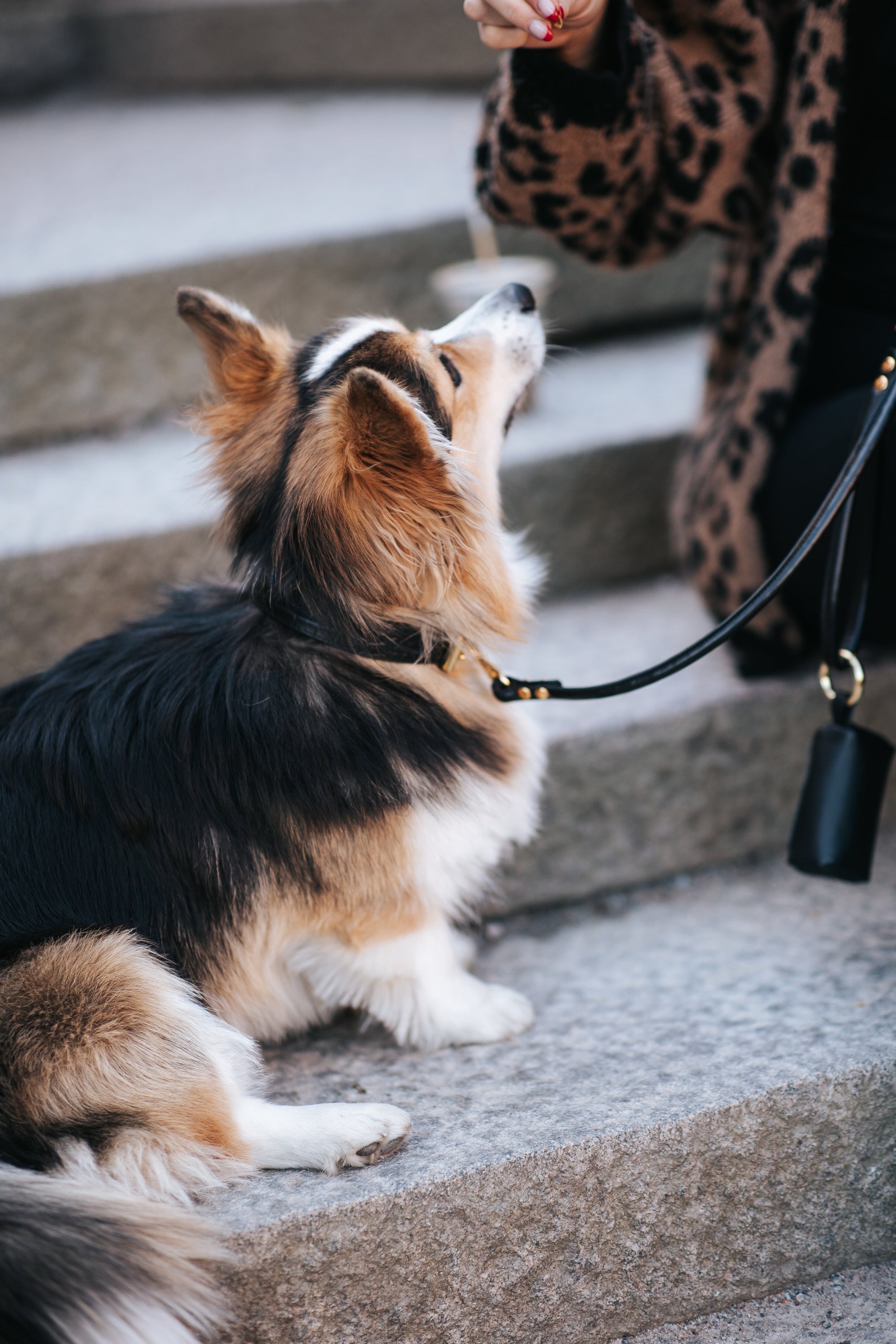 Black Dog Lead