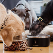 Black Dog Bowl