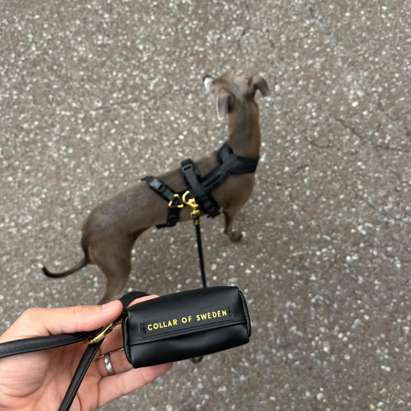 black-poop-bag-holder-italian-greyhound-harness.jpg