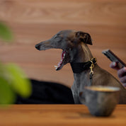 Dog yawning on a wooden table with a blurred background