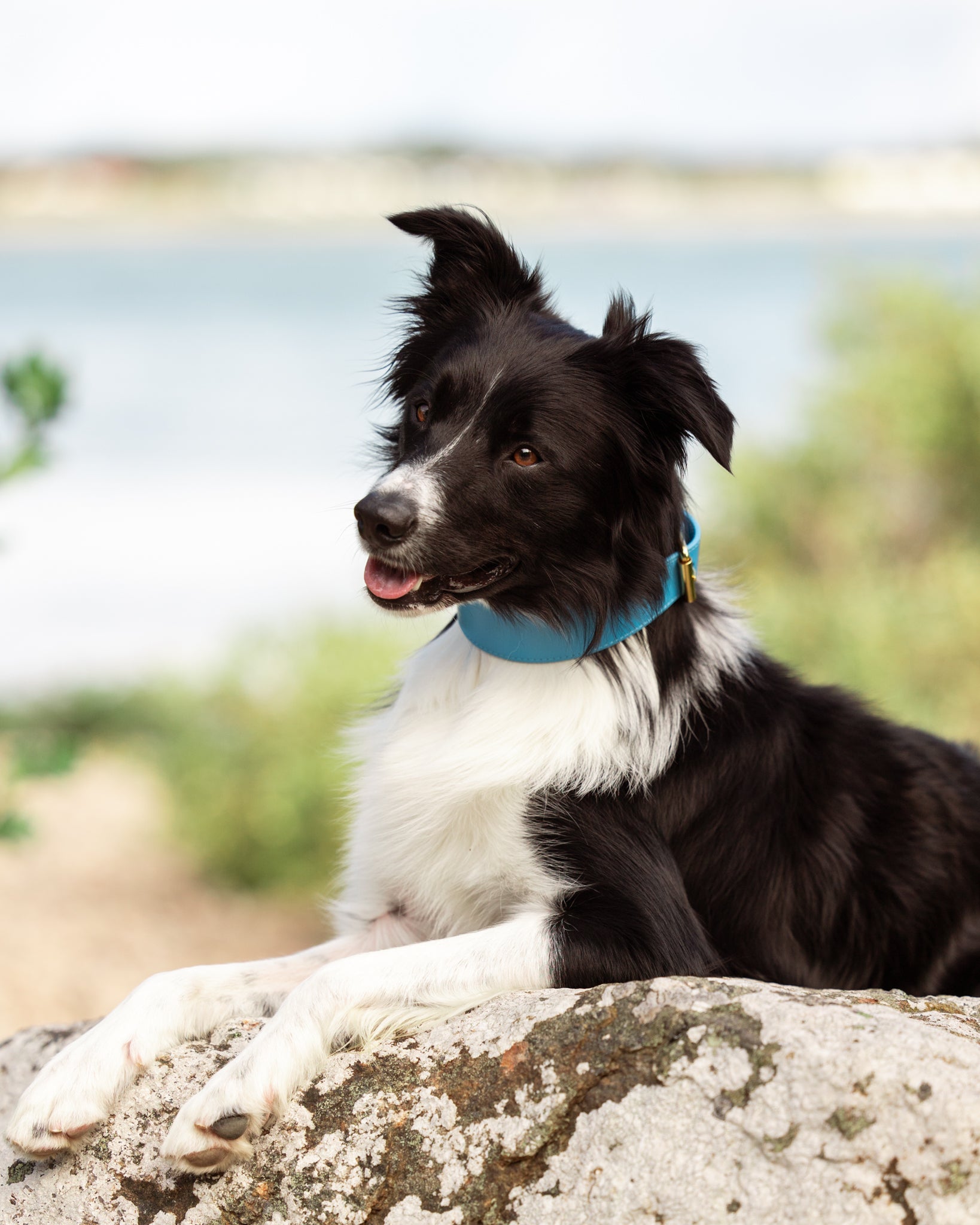Neon Blue Dog Collar Wide