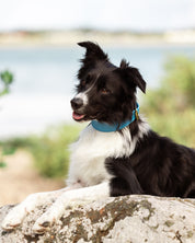 Neon Blue Dog Collar Wide