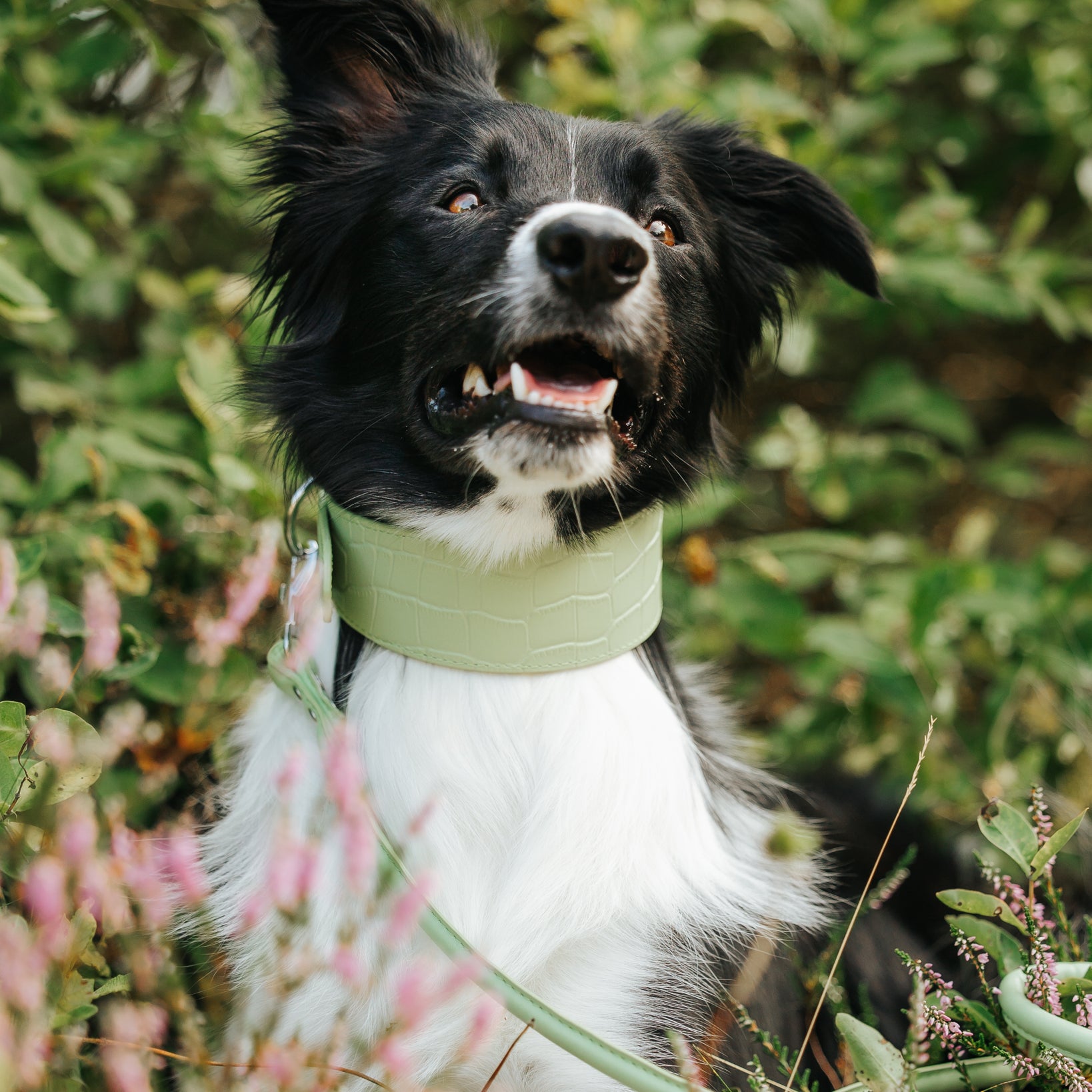 bordercollie-pastel-green-dog-collar-large-wide.jpg
