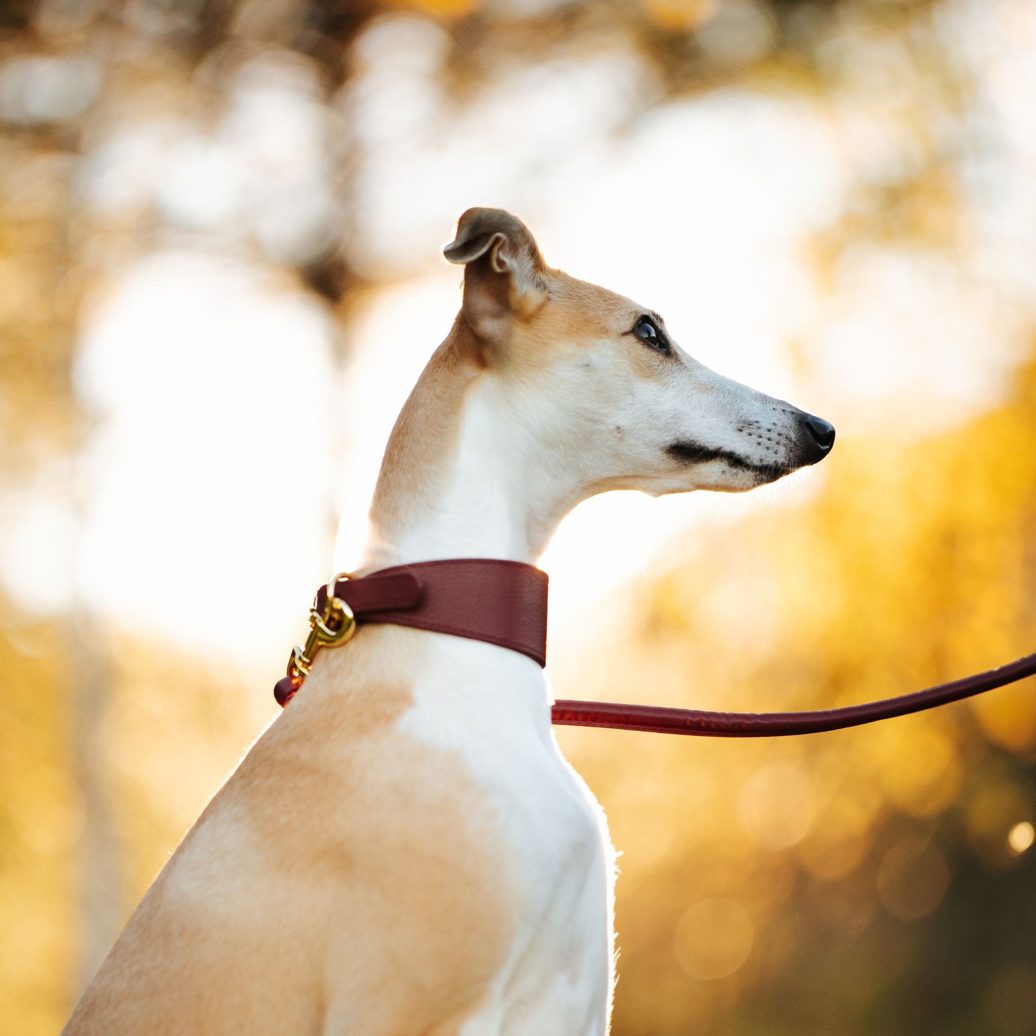 Burgundy Dog Collar Wide