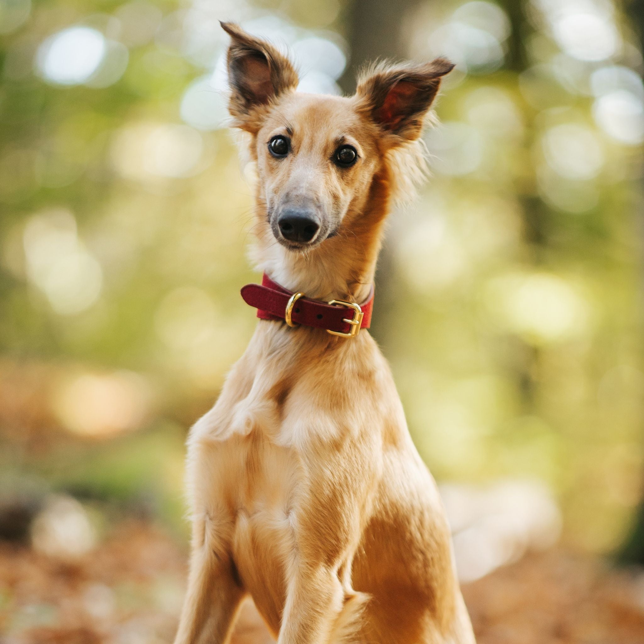 burgundy-wool-collar-medium-wide-silken.jpg