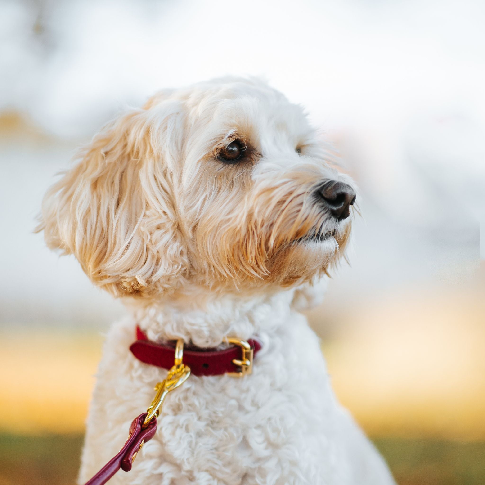 burgundy-wool-medium-thin-doodle.jpg