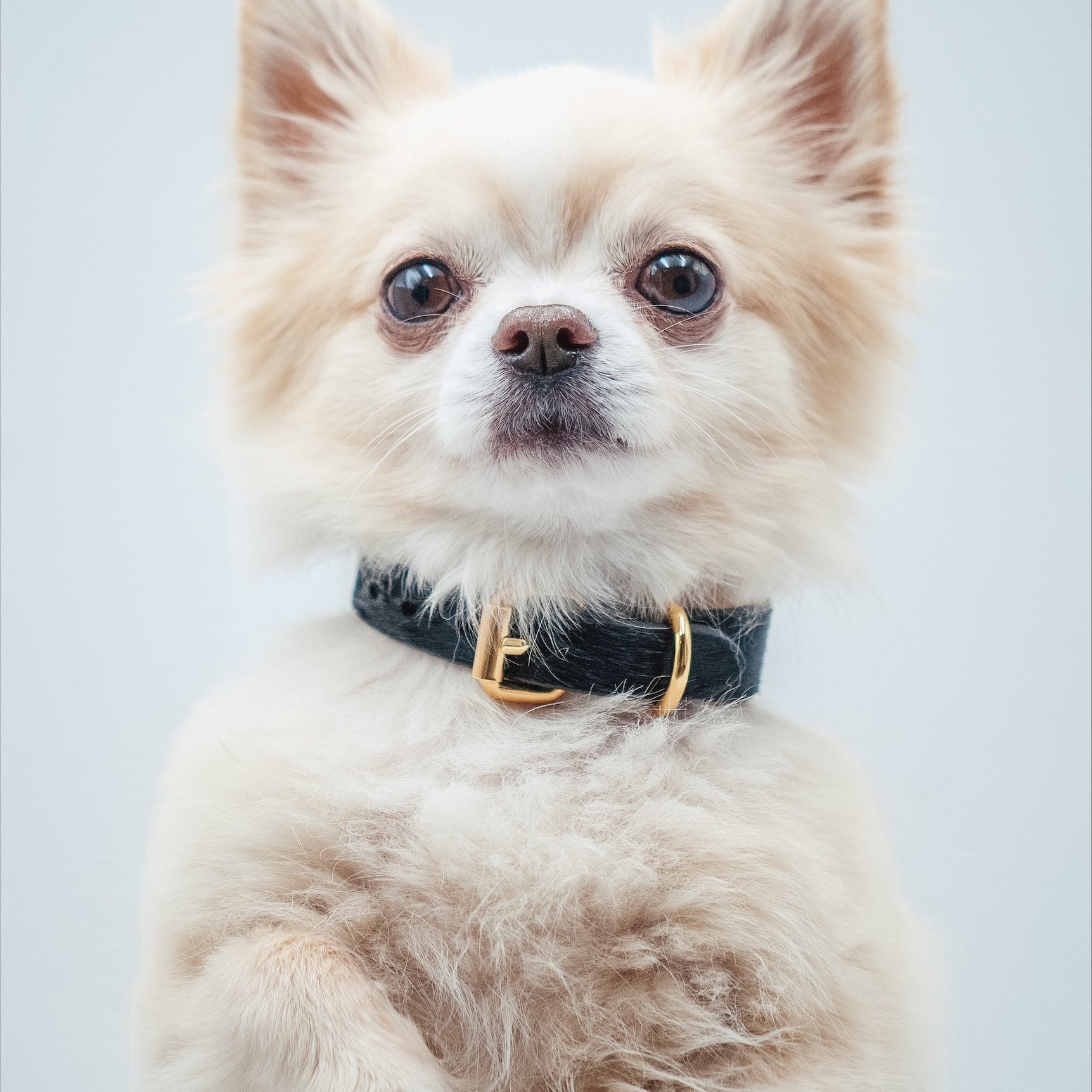 chihuahua-black-croco-dog-collar-xs-thin.jpg