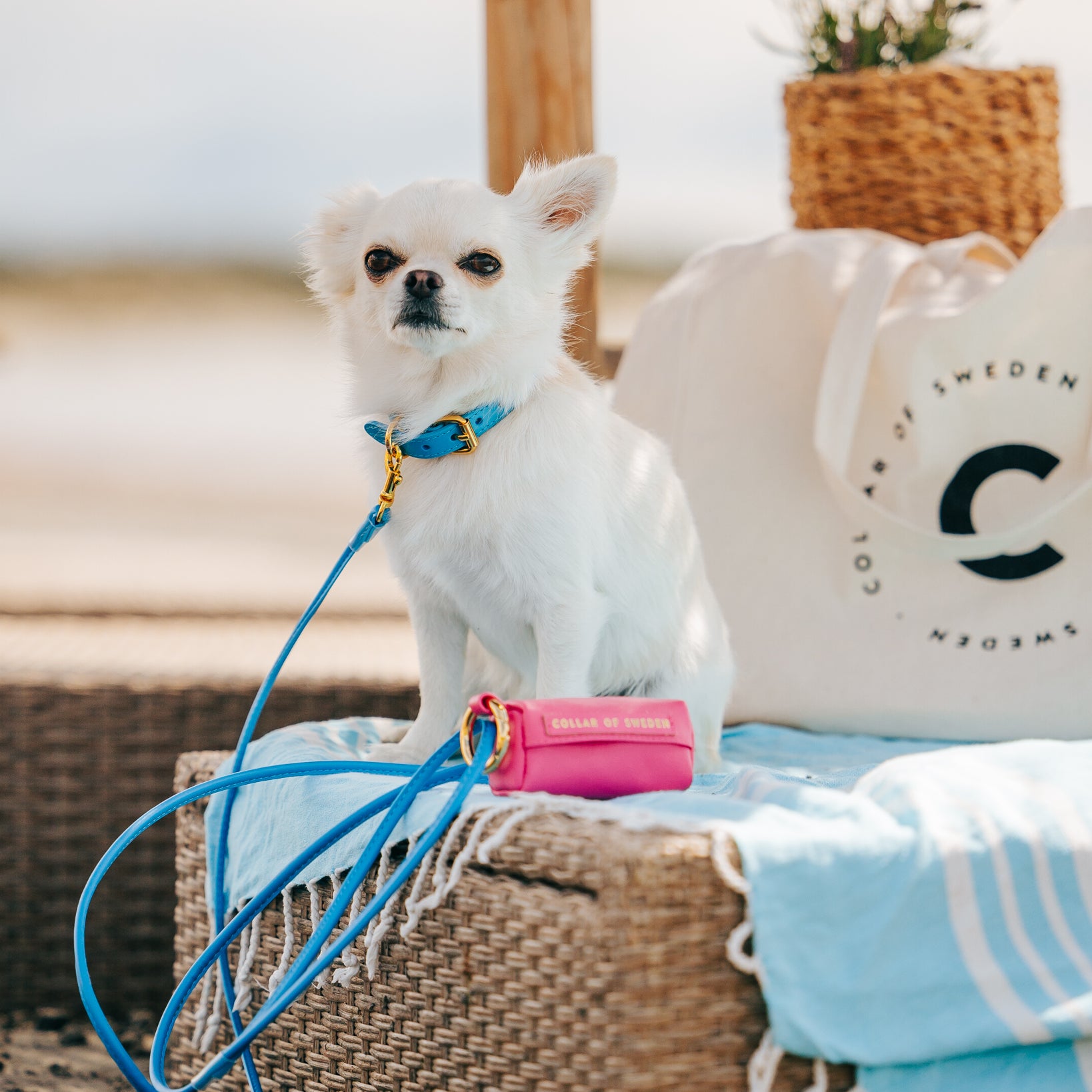chihuahua-neon-blue-dog-collar-xs-thin.jpg