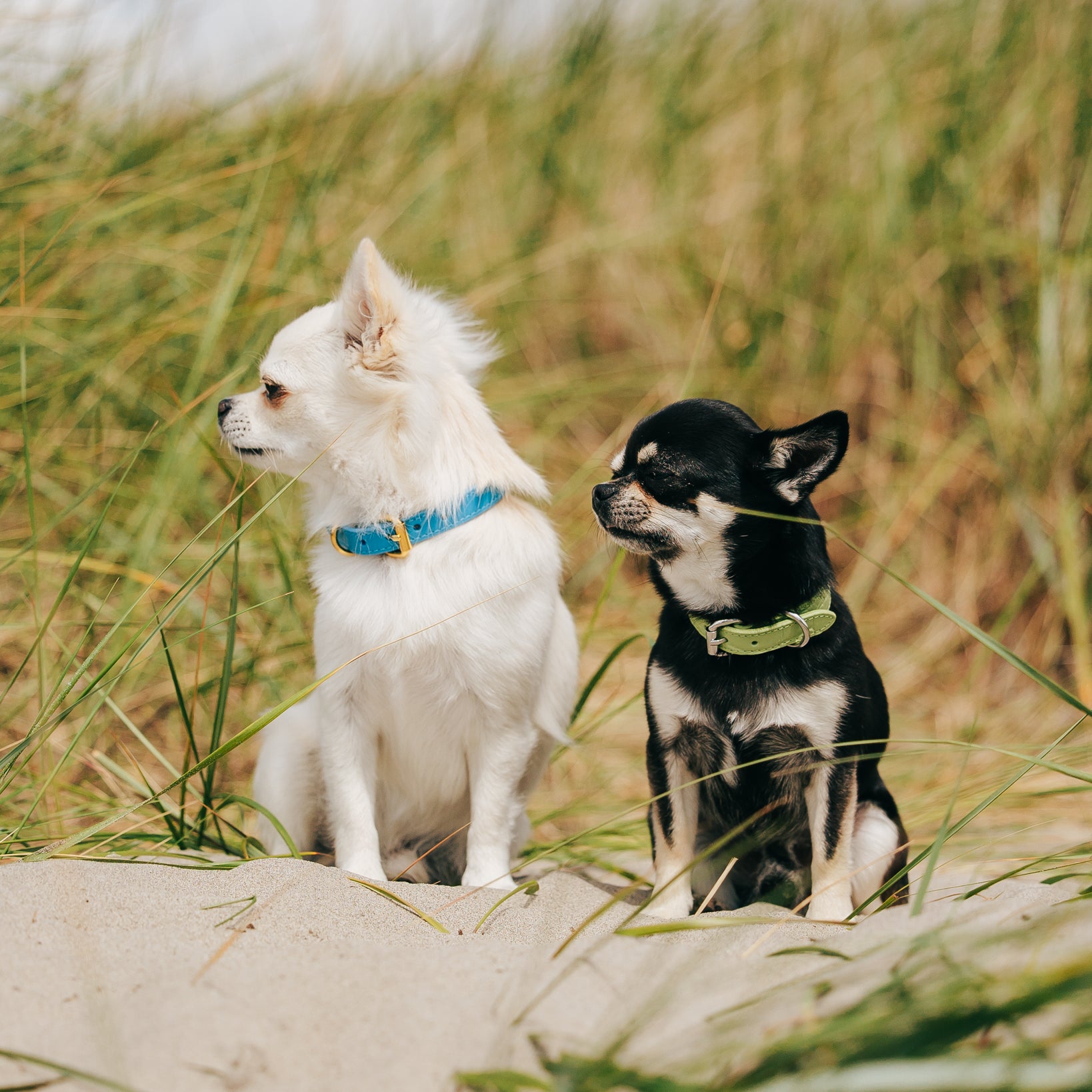 chihuahua-pastel-green-dog-collar-xs-thin.jpg