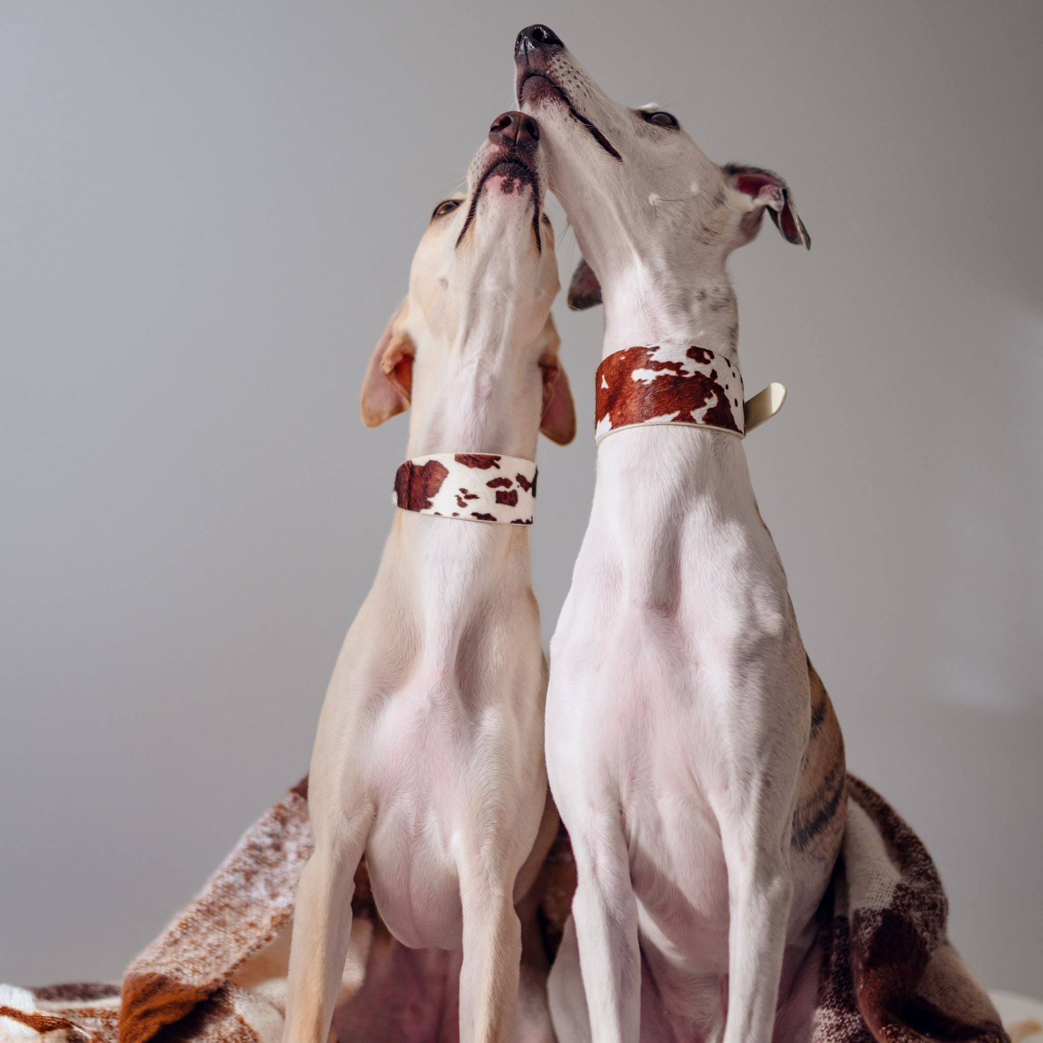 cow-dog-collars-whippets-sitting-kiss.jpg