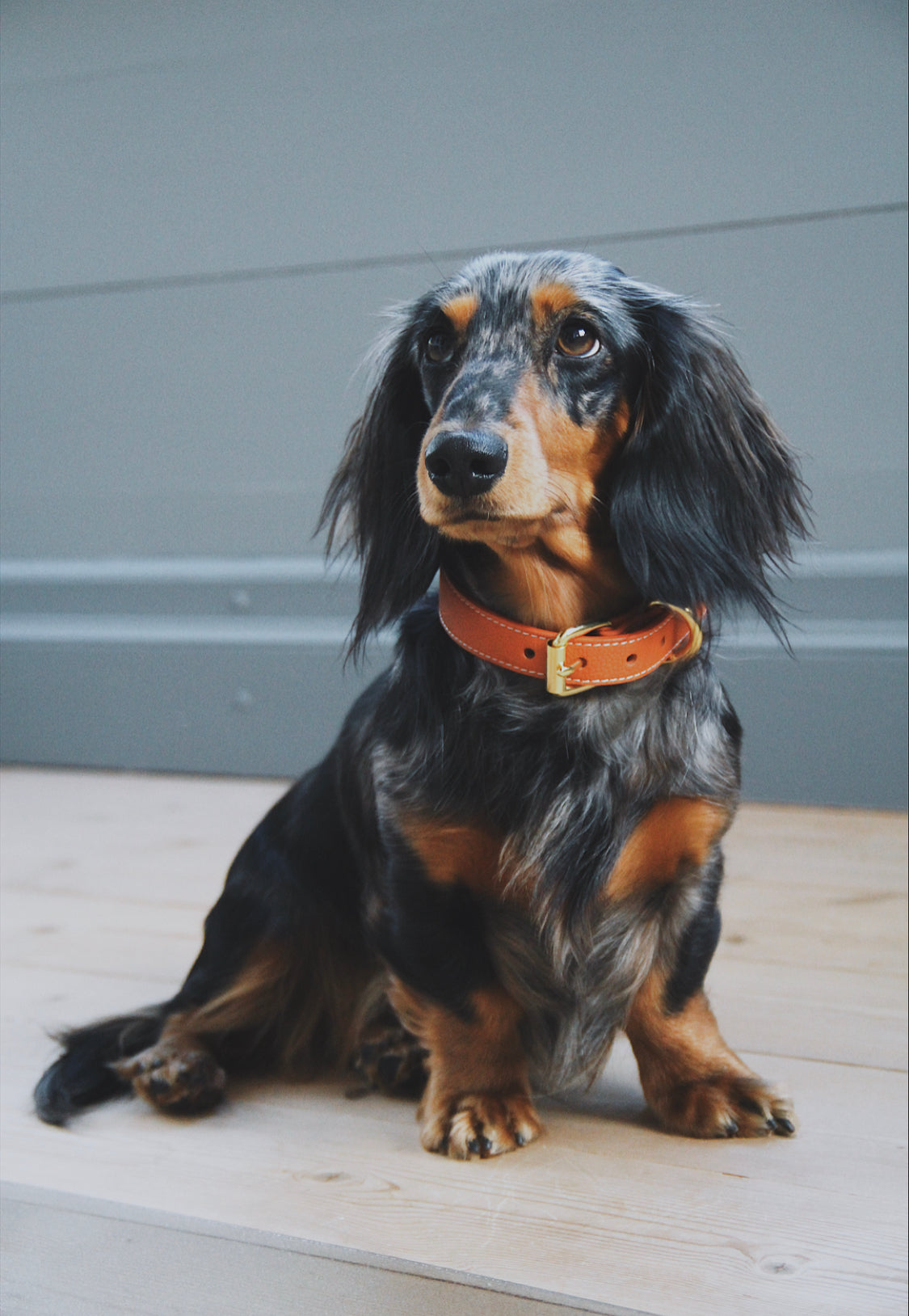 dachshund-cognac-dog-collar-medium-thin.jpg