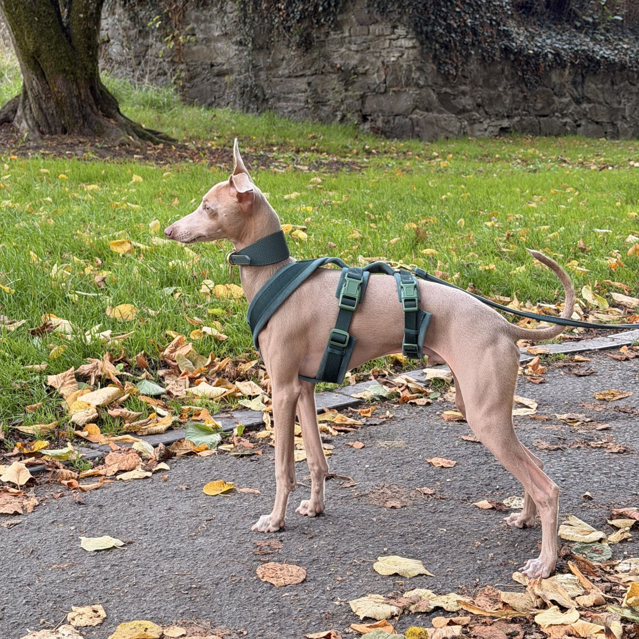 Dark Green Y-Harness