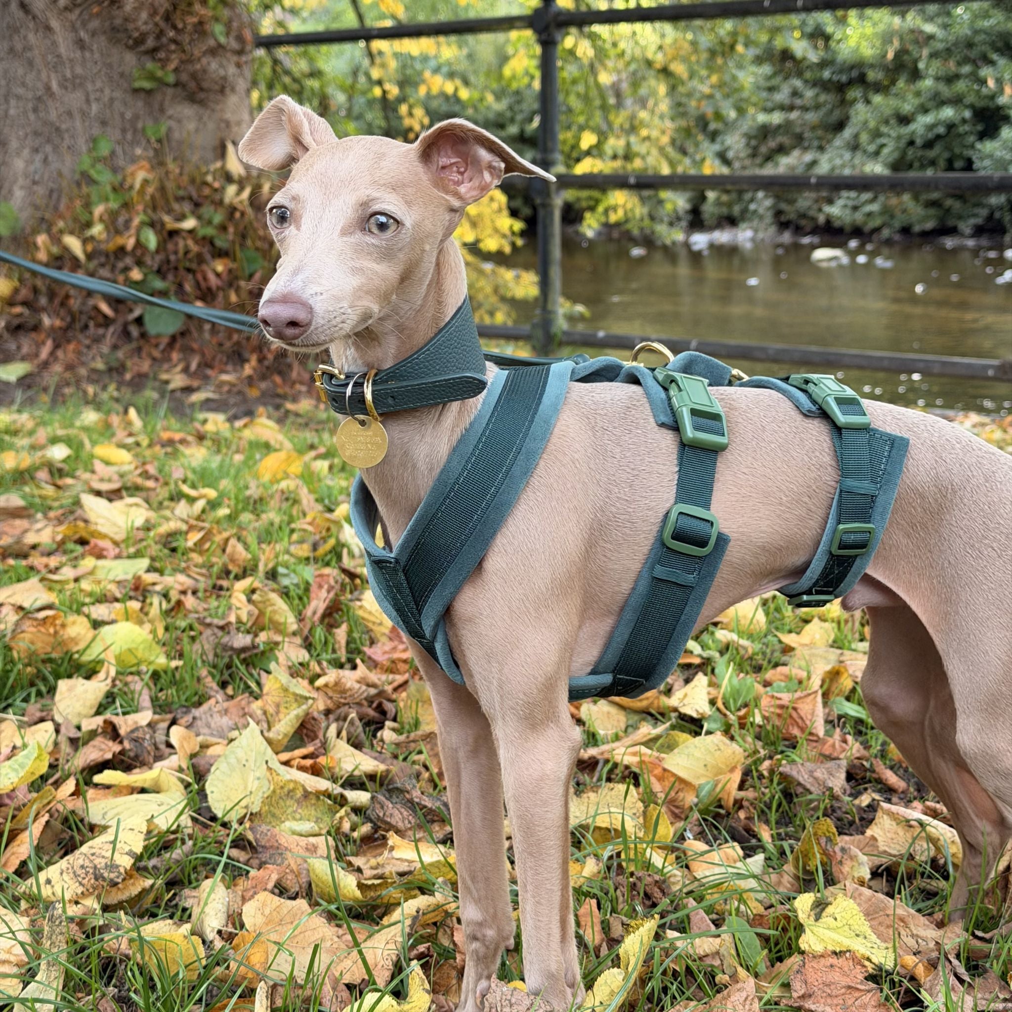 dark-green-harness-size-xxs-italian-greyhound-xs-collar.jpg