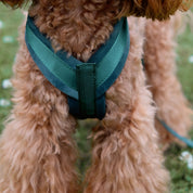 Dark Green Y-Harness