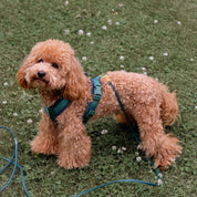 Dark Green Y-Harness