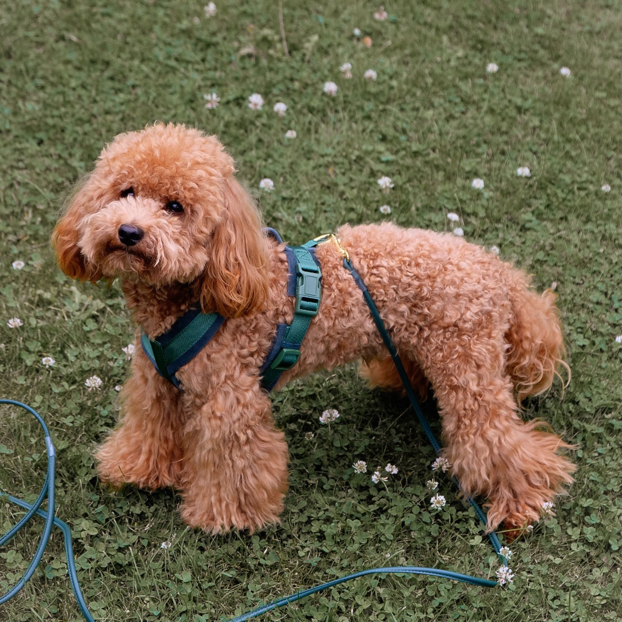 Dark Green Y-Harness