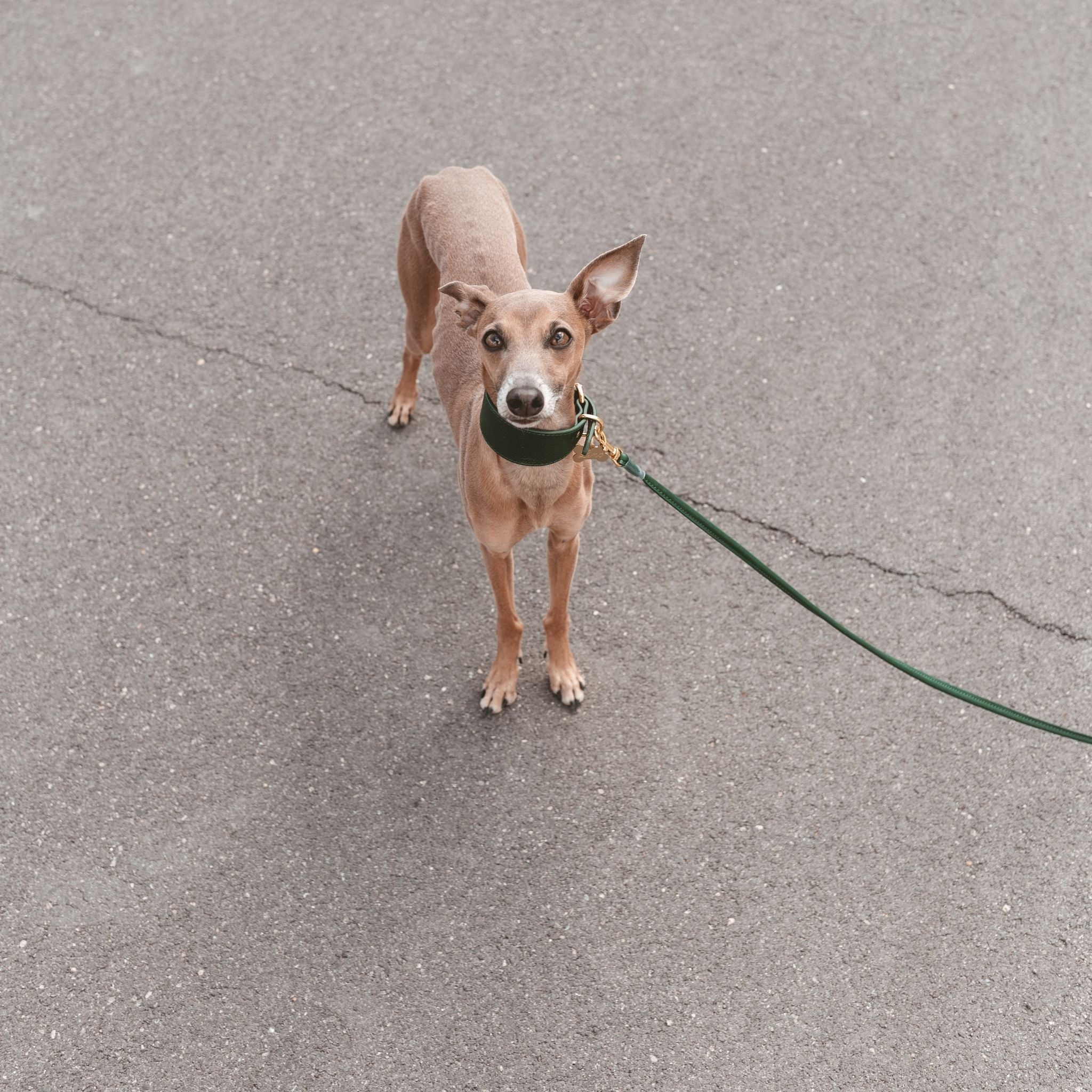 Dark Green Dog Collar Wide