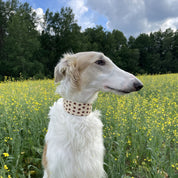 Donuts Dog Collar Wide