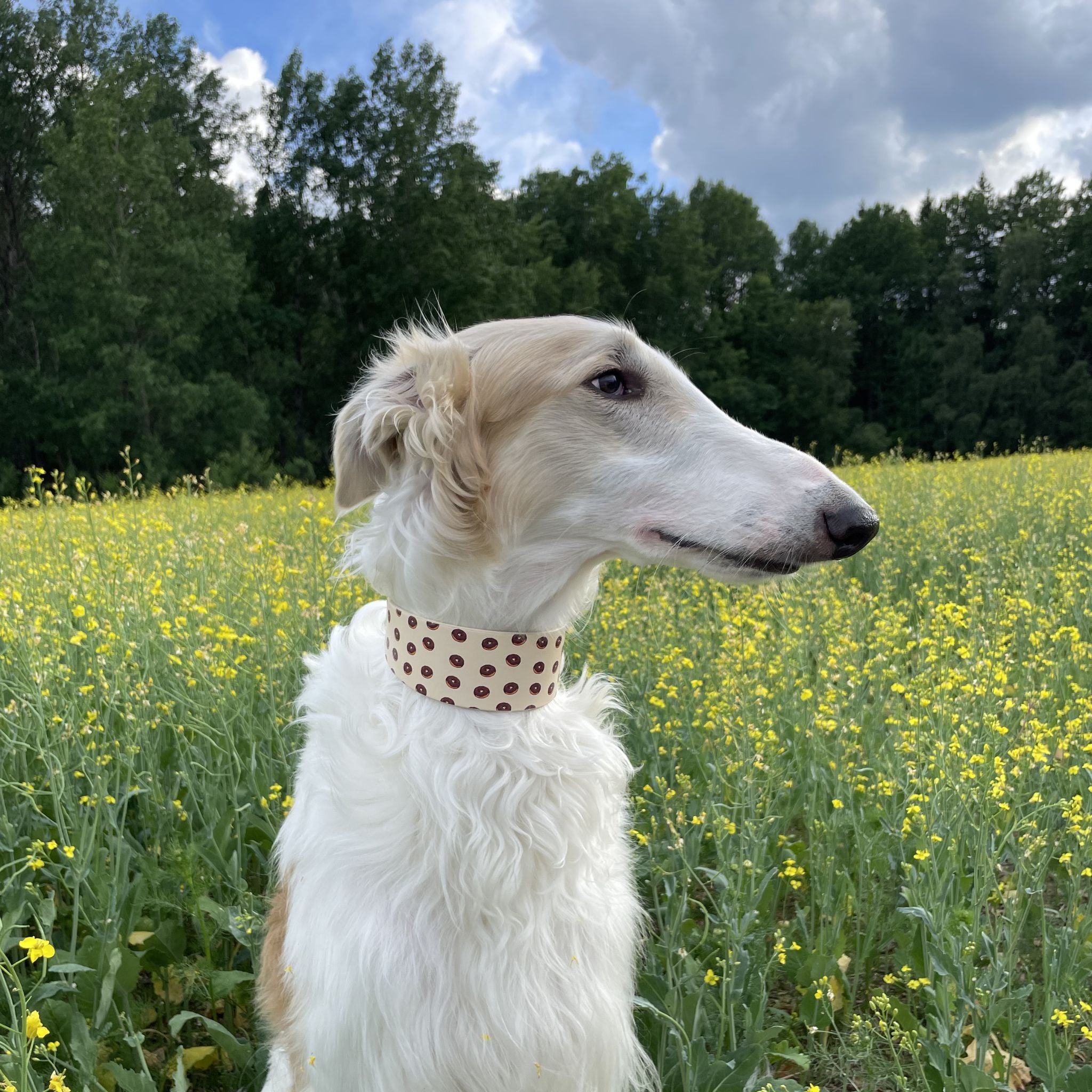 Donuts Dog Collar Wide