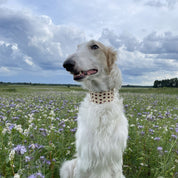 Donuts Dog Collar Wide
