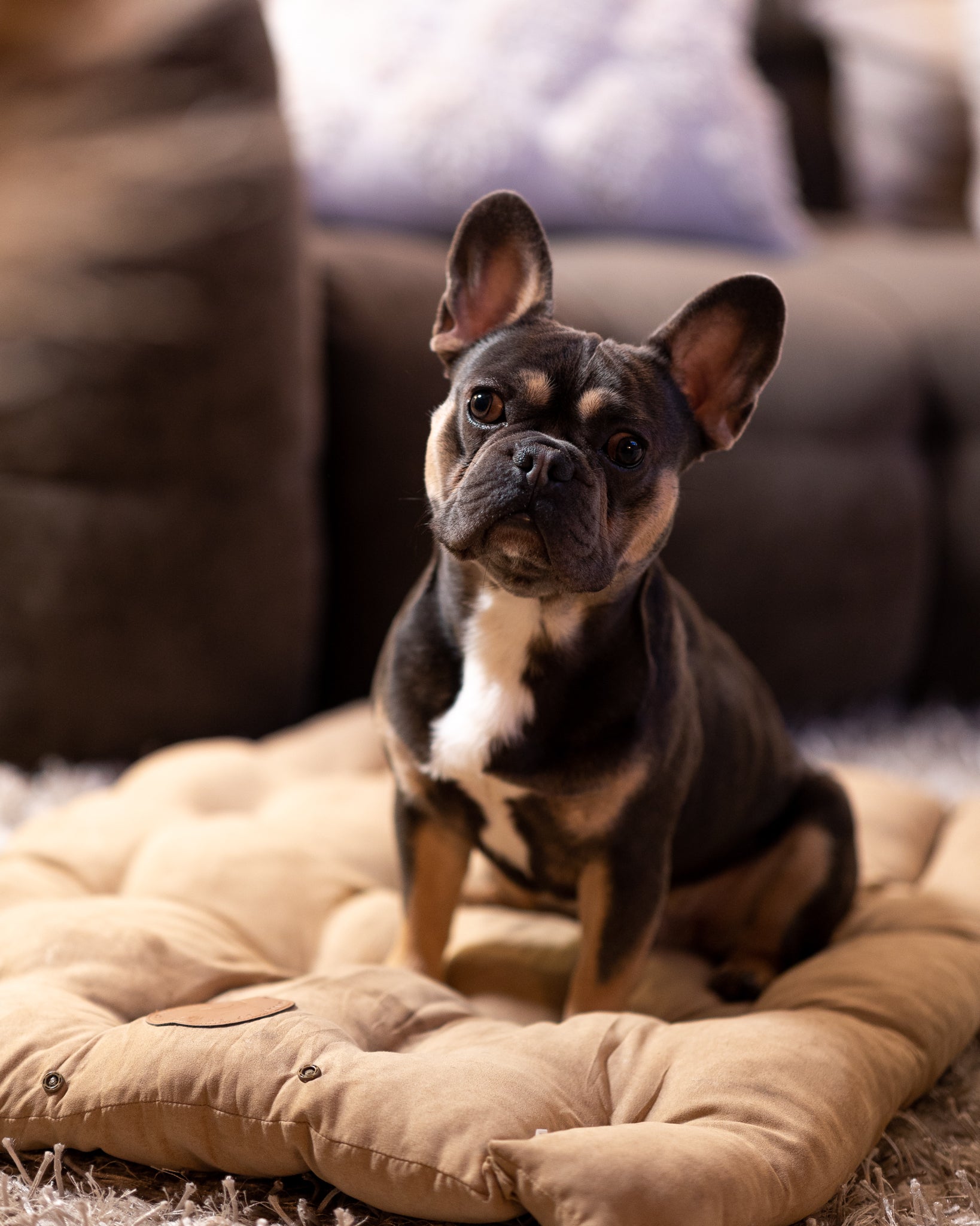 Brown Dog Bed 3in1