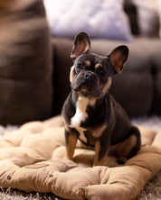 Brown Dog Bed 3in1