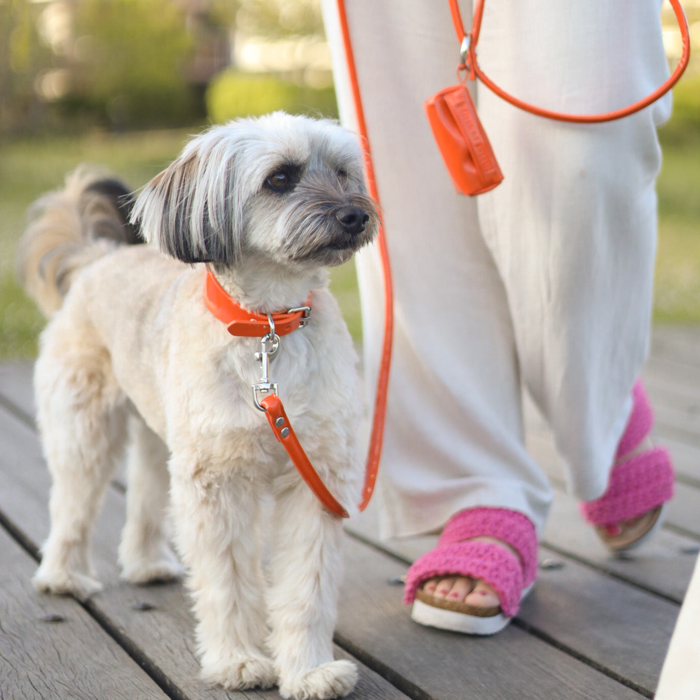 glossy-orange-lead-mixed-breed.jpg