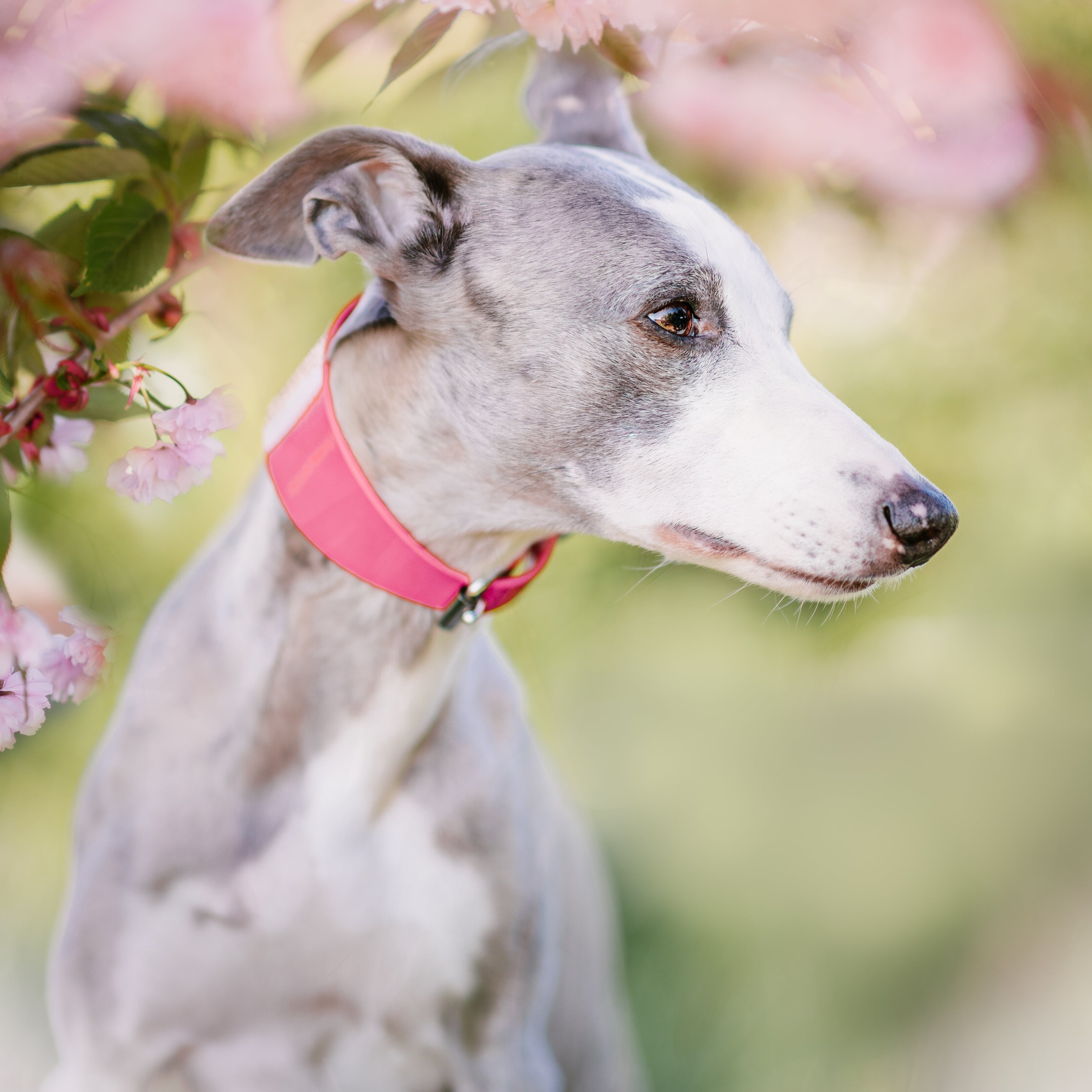 glossy-pink-collar-medium-wide-whippet.jpg