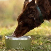 Green Dog Bowl