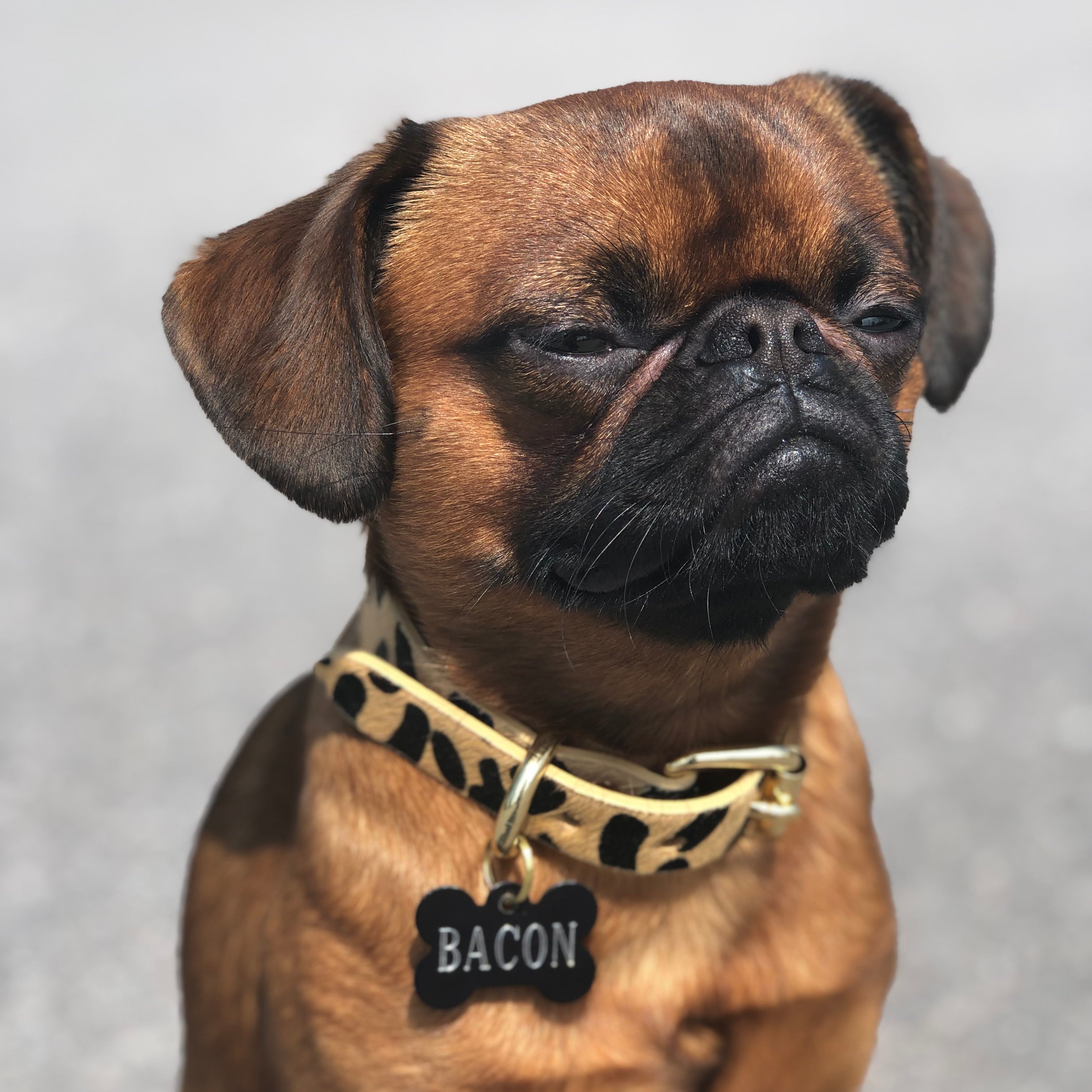 griffon-leopard-dog-collar-medium-thin.jpg