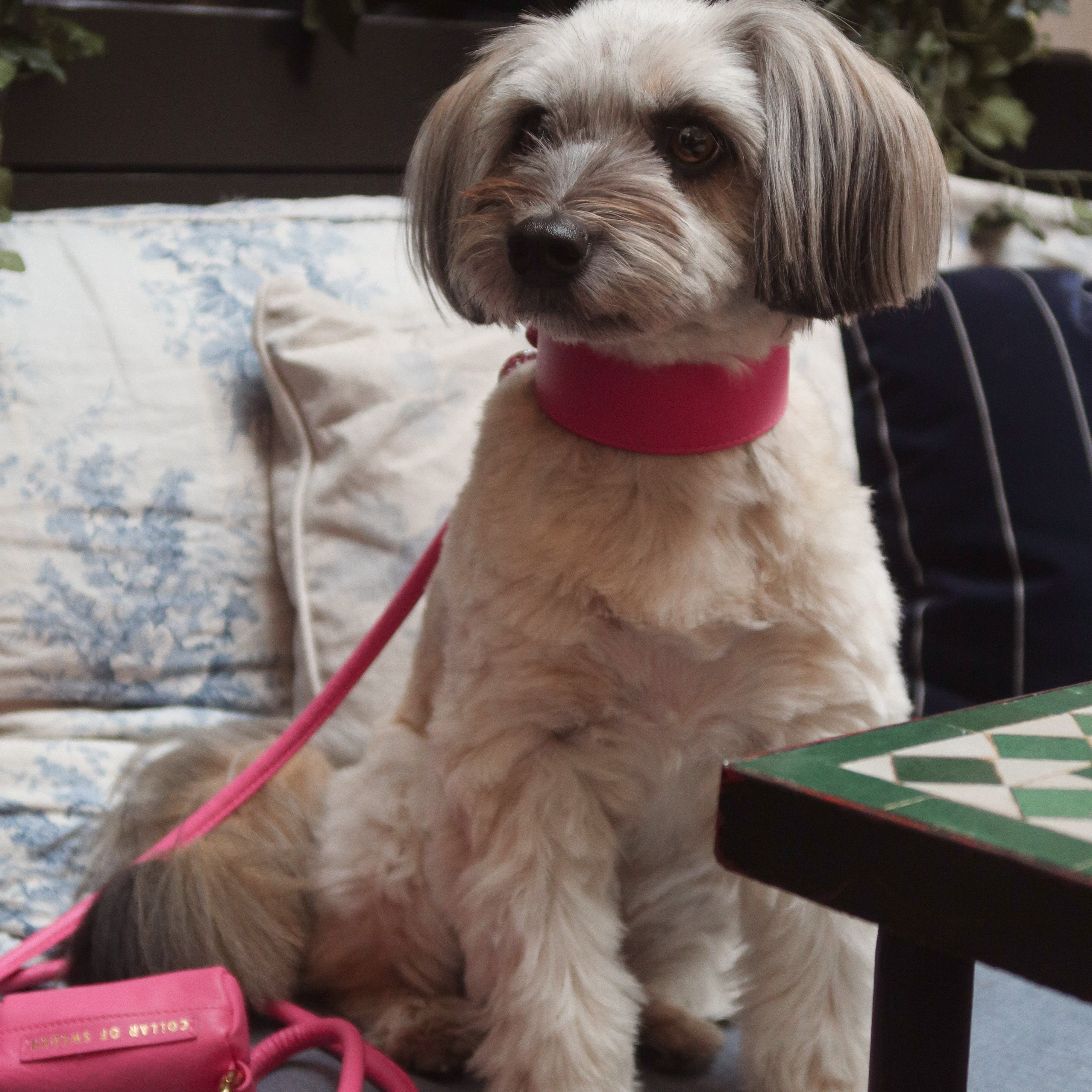 hot-pink-dog-collar-small-wide.jpg