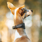 Houndstooth Dog Collar Wide