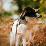 Houndstooth Dog Collar Wide