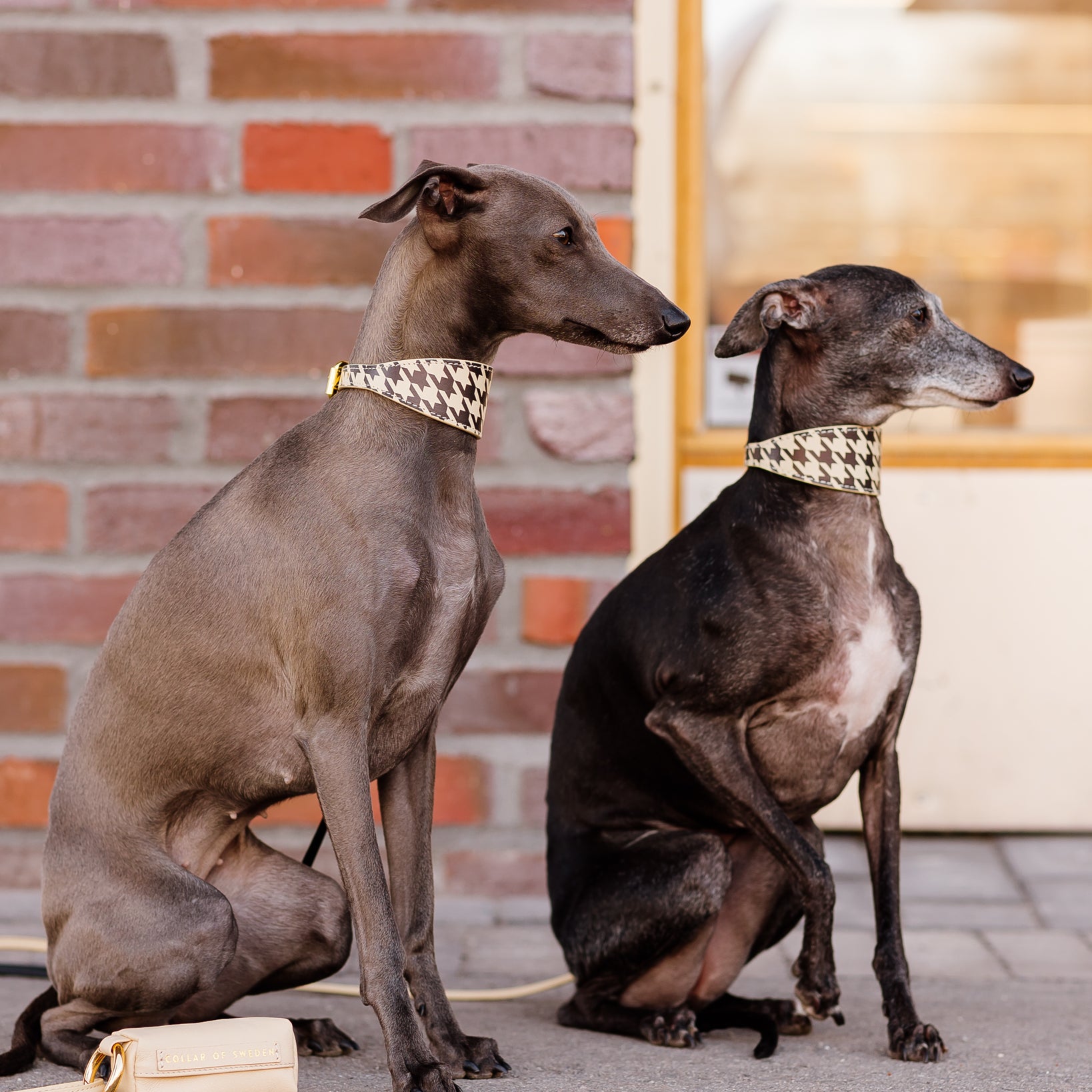 italian-greyhounds-beige-houndstooth-dog-collar-xs-wide.jpg