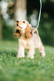 Mint Dog Lead