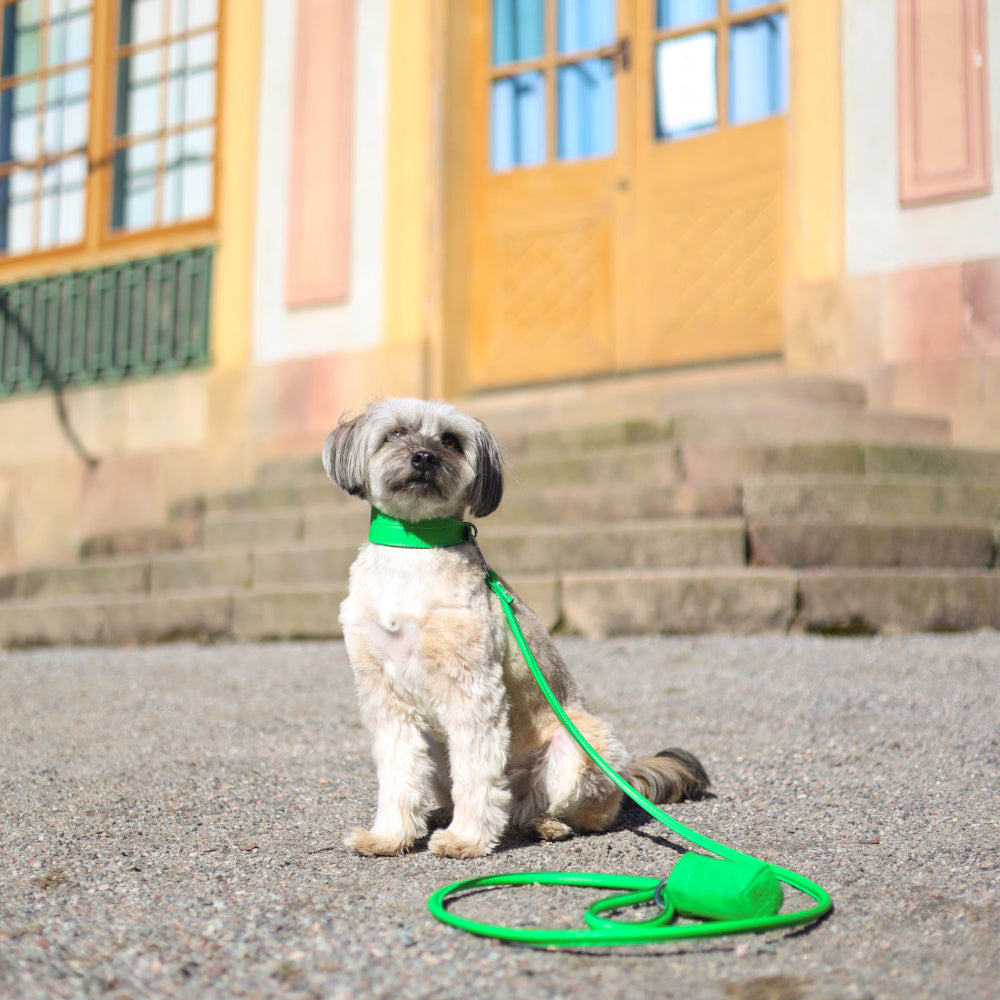 mixed-breed-pure-green-collar-wide.jpg
