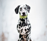 Pastel Green Croco Dog Collar Wide