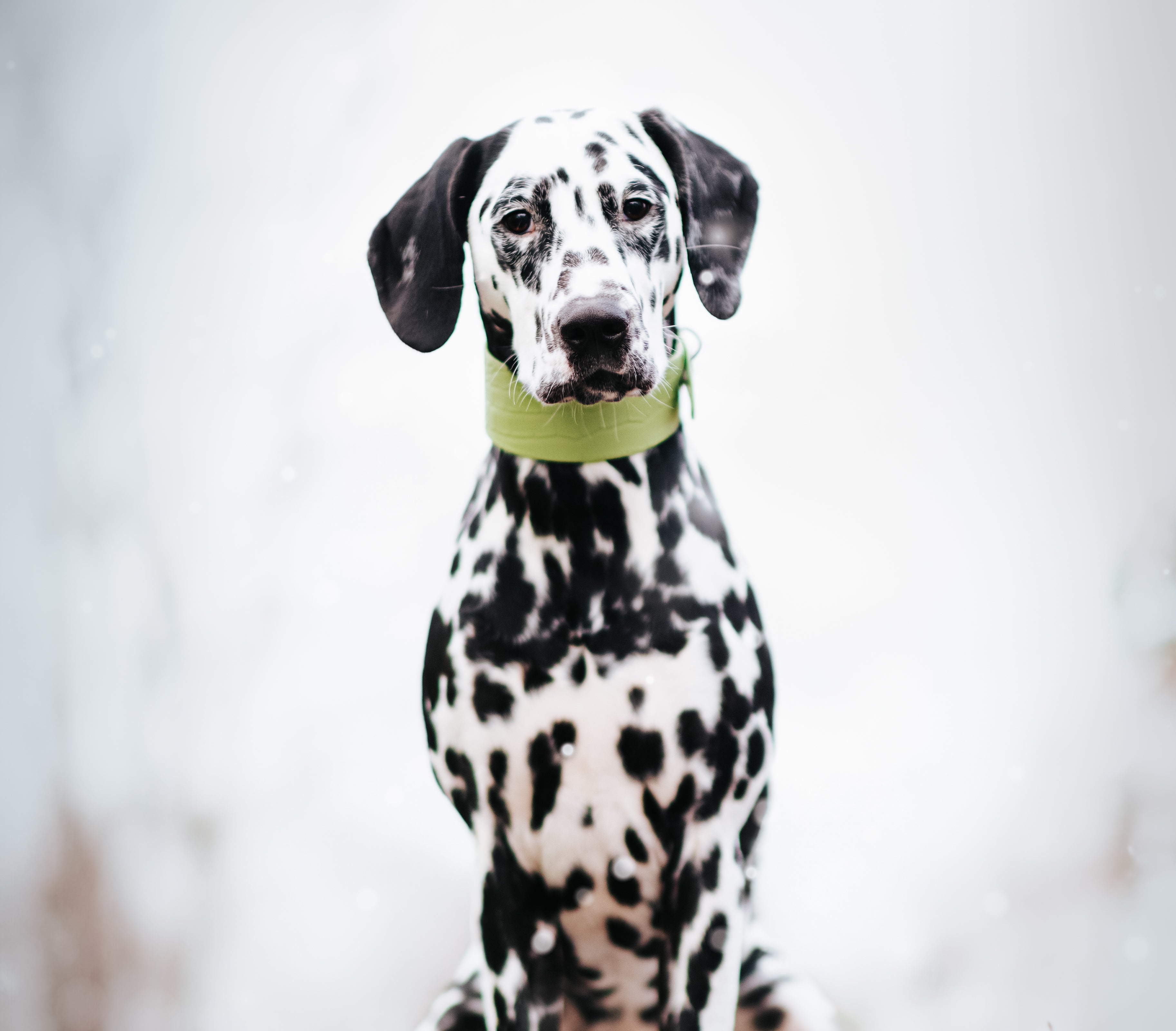 Pastel Green Croco Dog Collar Wide