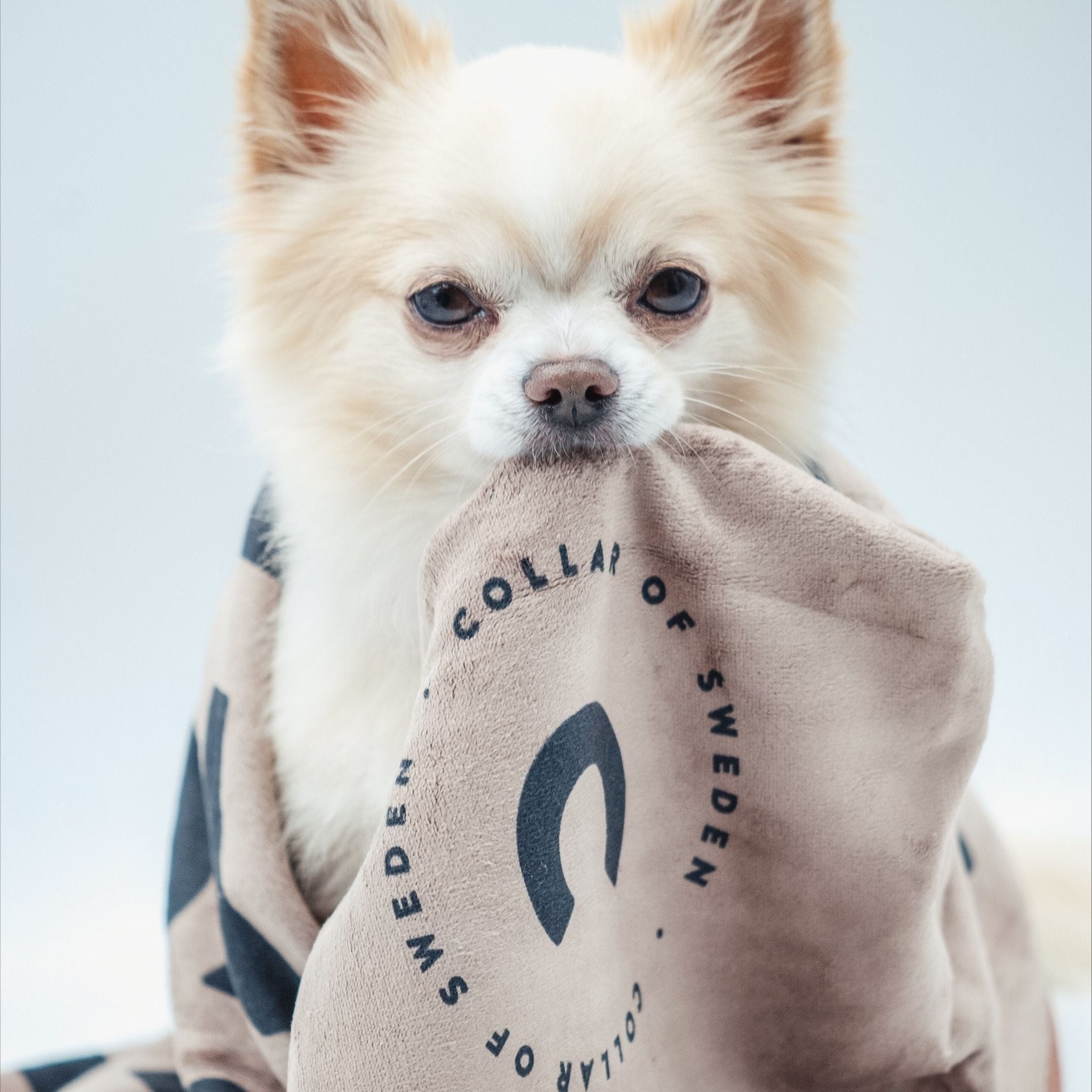 paw-towel-chihuahua.jpg
