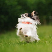 Peach Dog Collar Thin