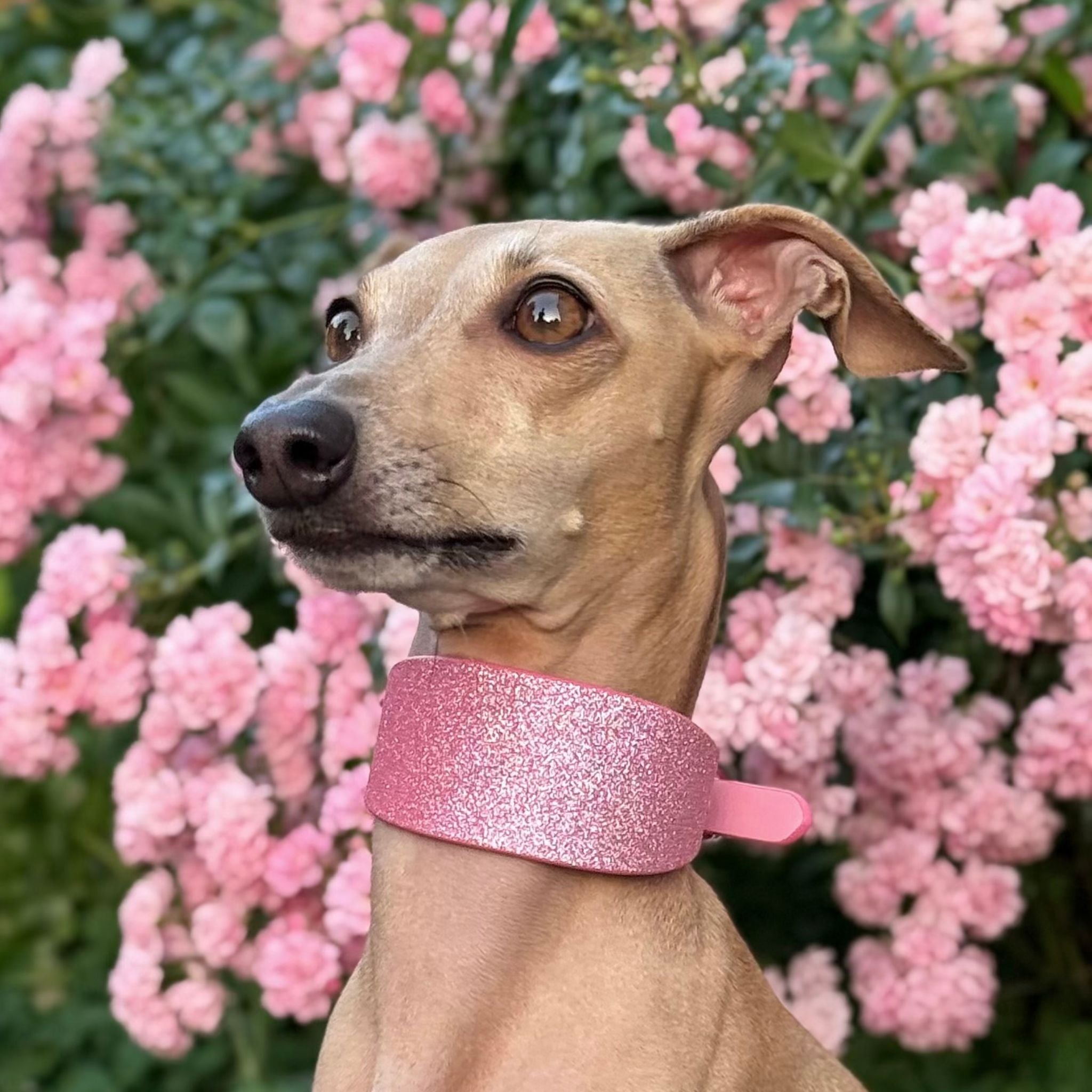 pink-glitter-italian-greyhound-close-up.jpg